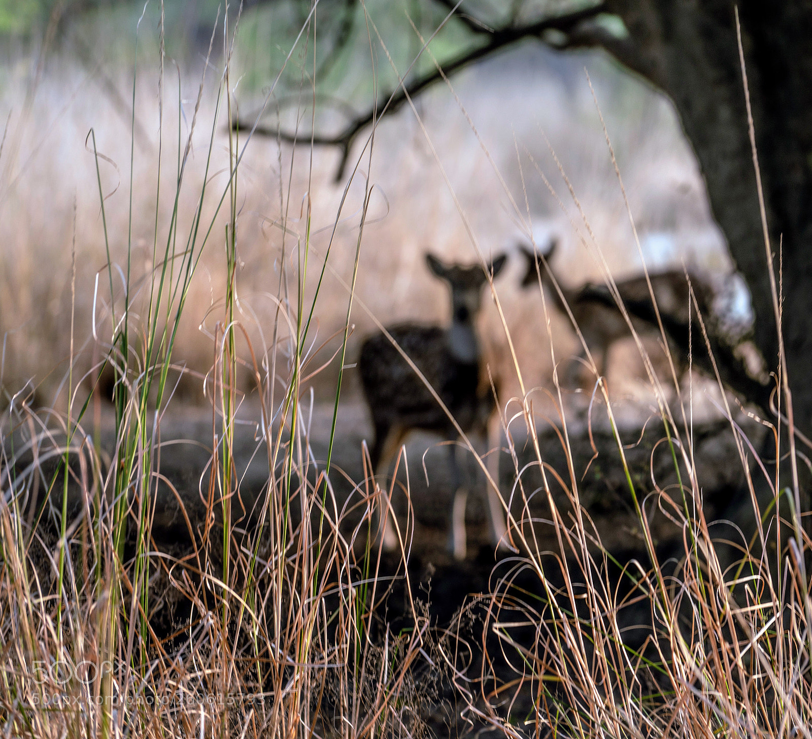 Sony a7R II sample photo. Elephant grass! photography