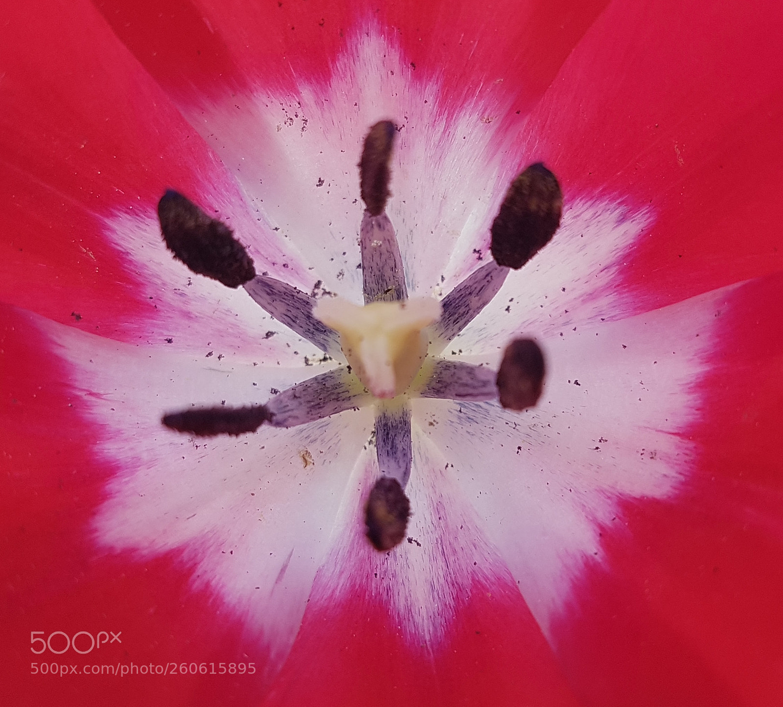 Samsung Galaxy S7 Edge sample photo. Tulip explosion photography