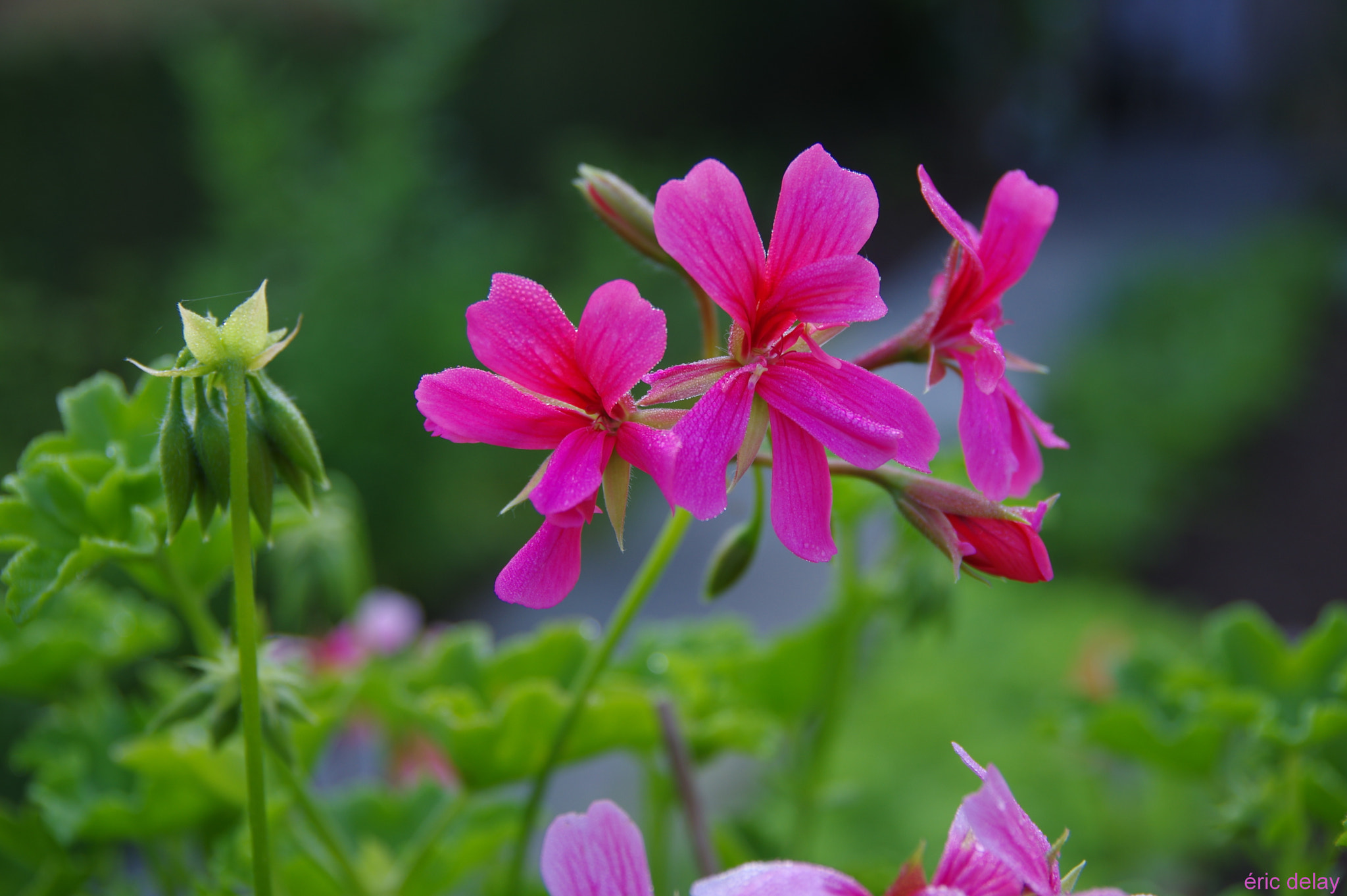 Pentax K-3 sample photo. Géranium photography