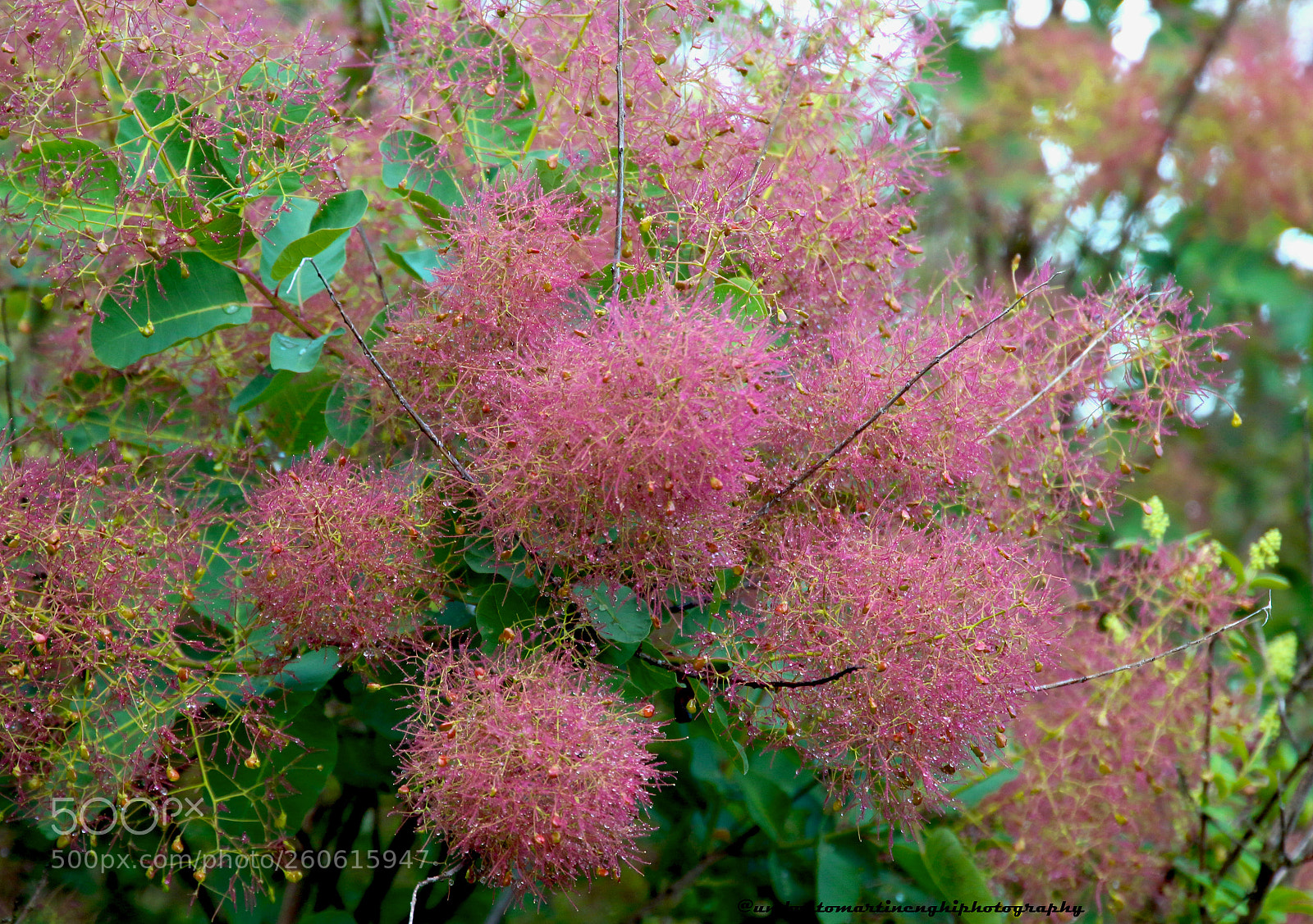 Canon EOS 7D Mark II sample photo. Inflorescences photography