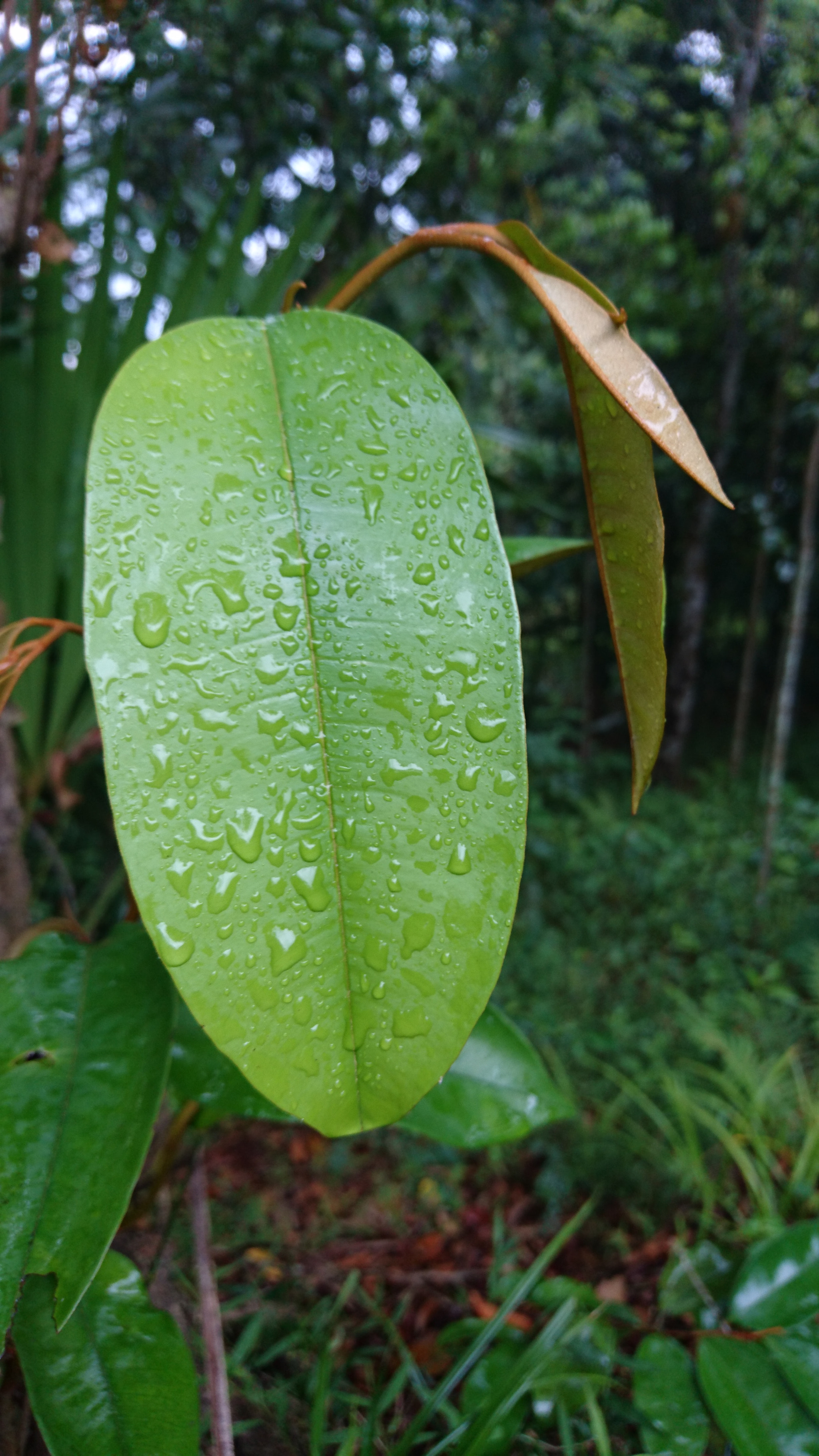 Sony Xperia Z5 sample photo