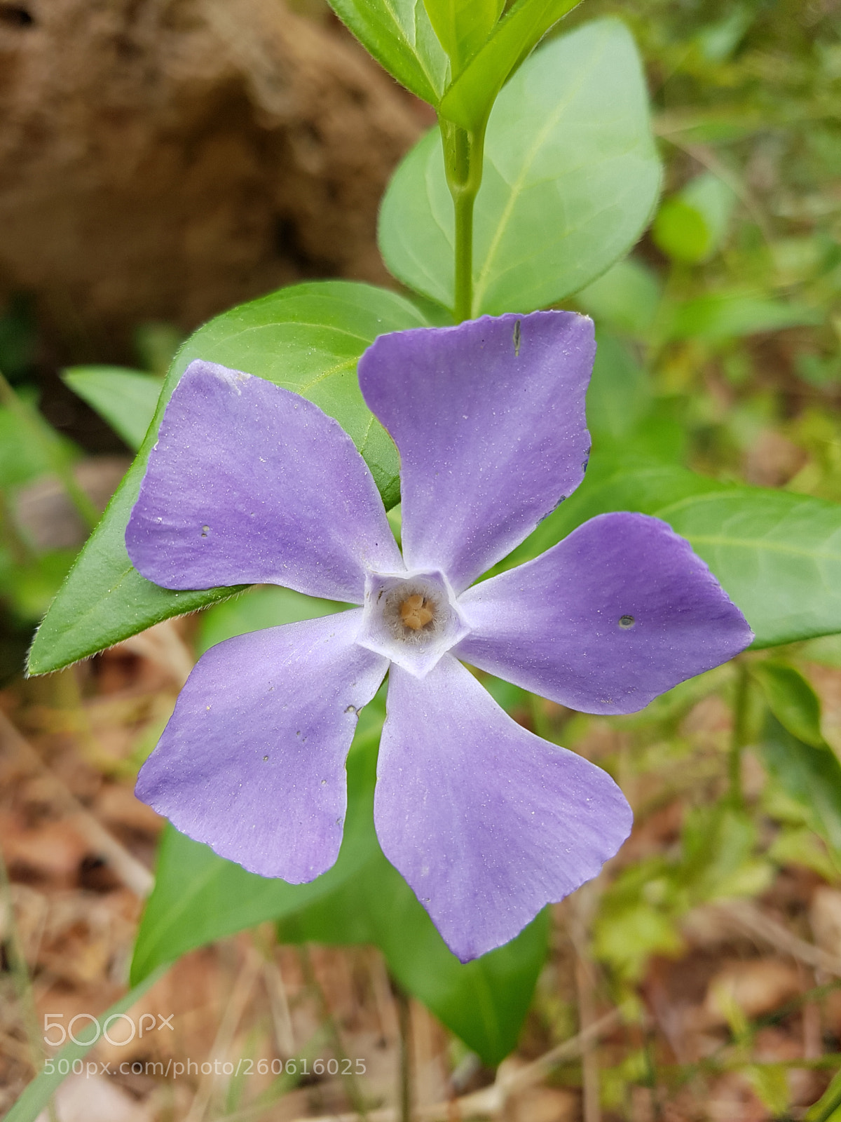 Samsung Galaxy S7 Edge sample photo. Vinca pervinca photography