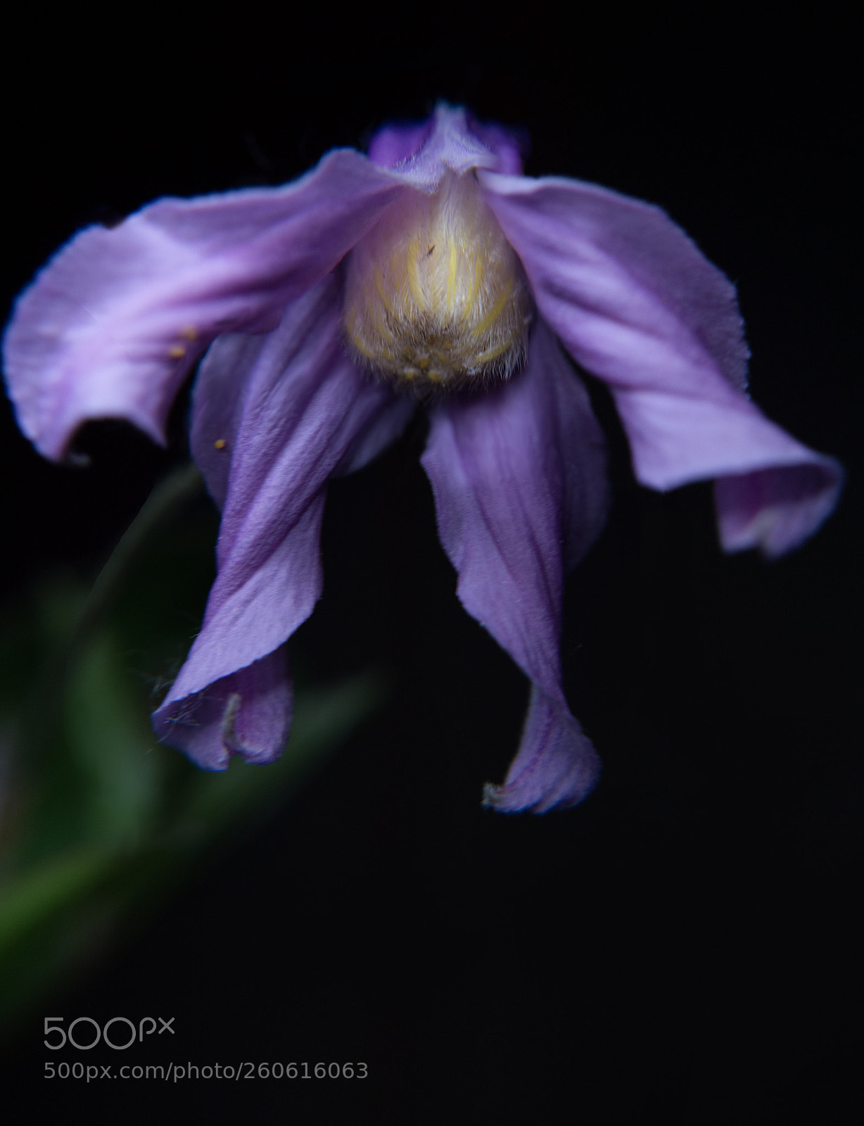 Nikon D3200 sample photo. Nightlight blossom photography