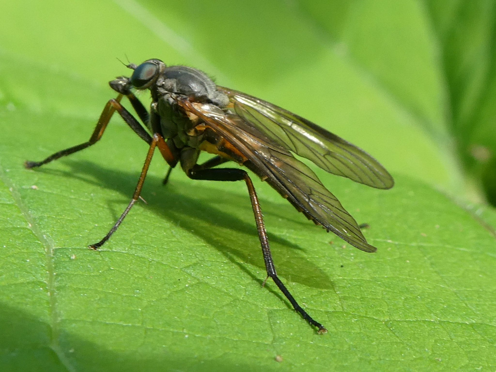 Panasonic DC-TZ91 sample photo. Insect photography