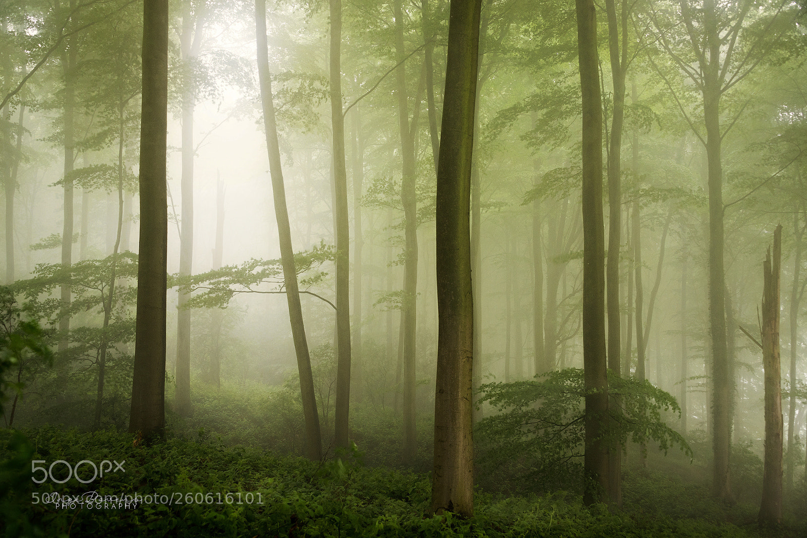 Nikon D750 sample photo. Spring haze. photography