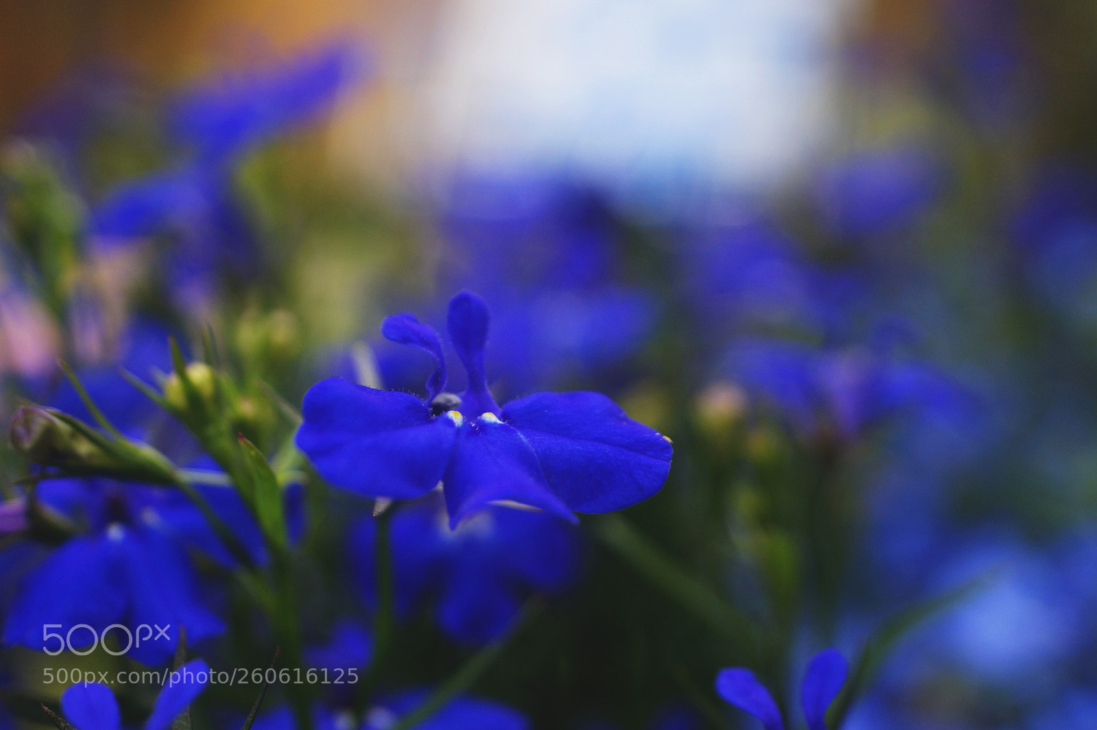 Sony SLT-A58 sample photo. Something blue photography