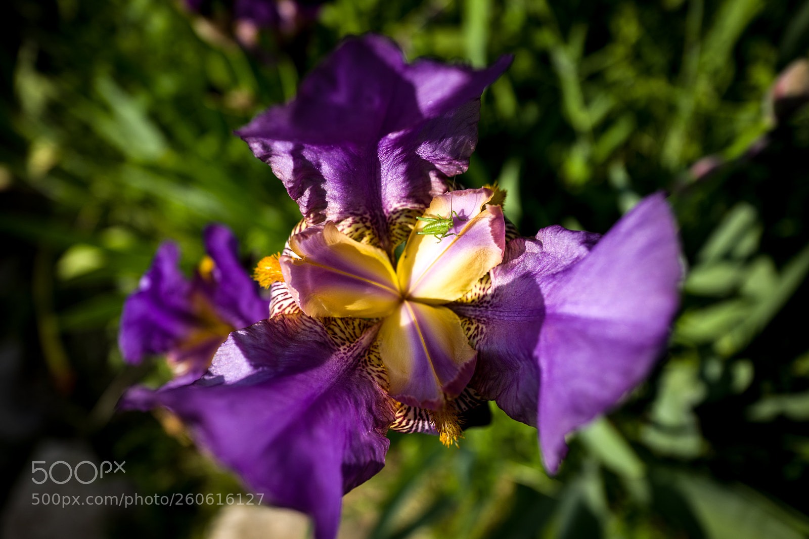 Leica Q (Typ 116) sample photo. Iris photography
