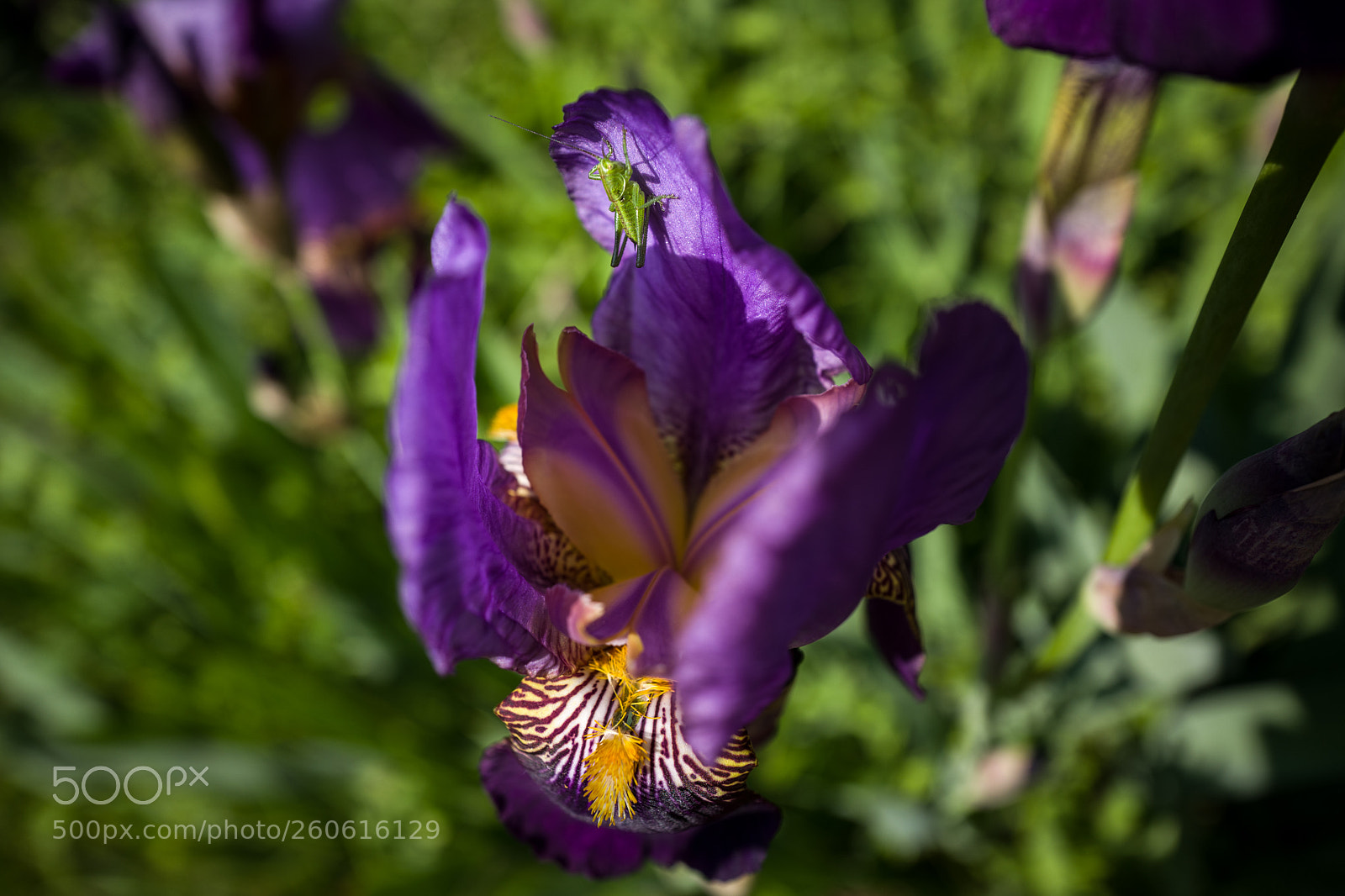 Leica Q (Typ 116) sample photo. Iris photography