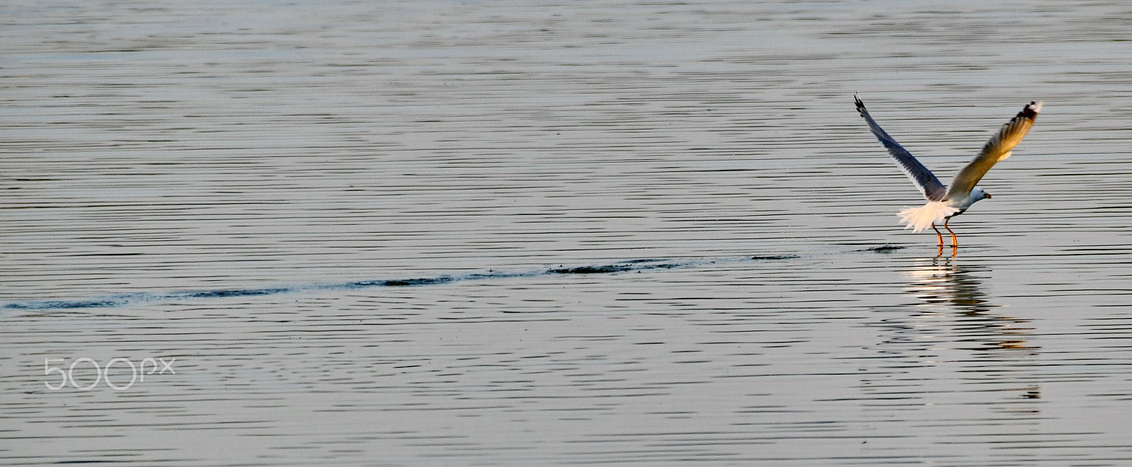Nikon AF-S Nikkor 200-500mm F5.6E ED VR sample photo. The landing photography