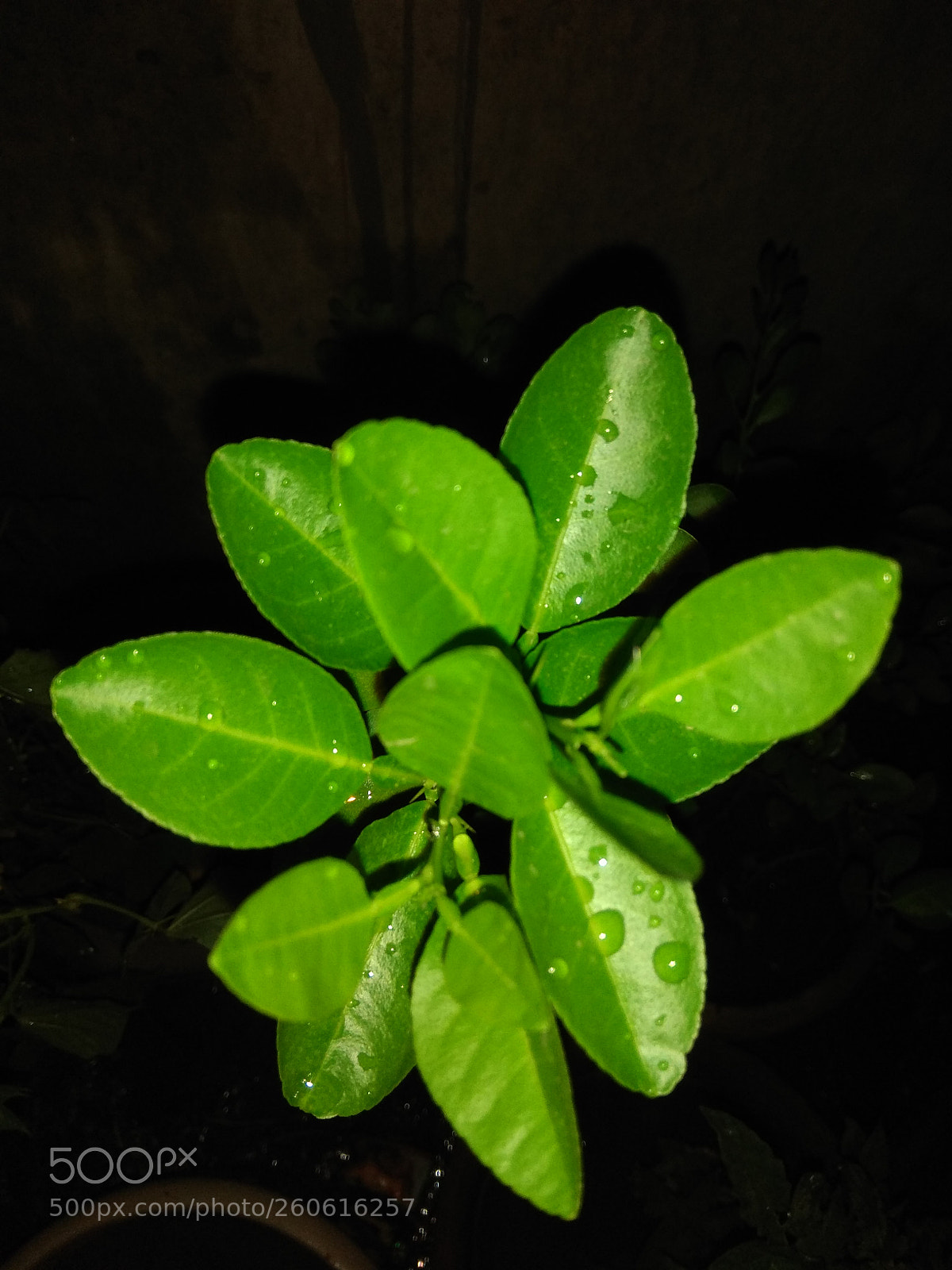Xiaomi Redmi Note 4 sample photo. Untitled photography