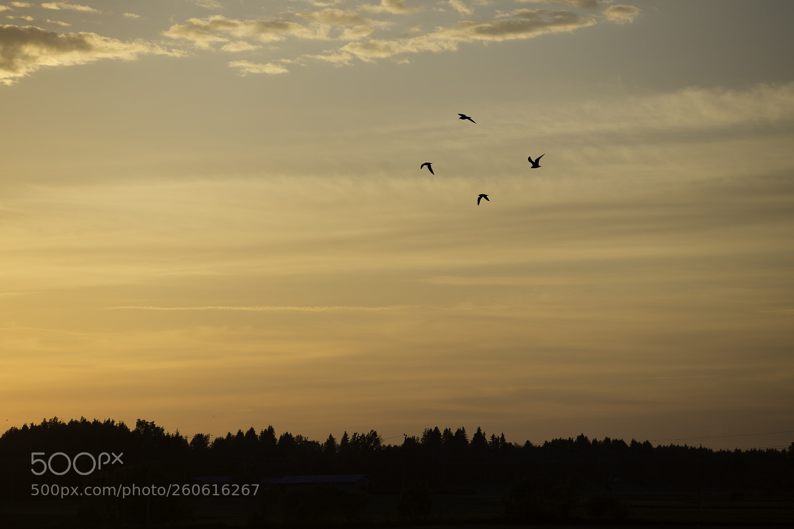 Canon EOS 6D sample photo. Birds flying to sunset photography