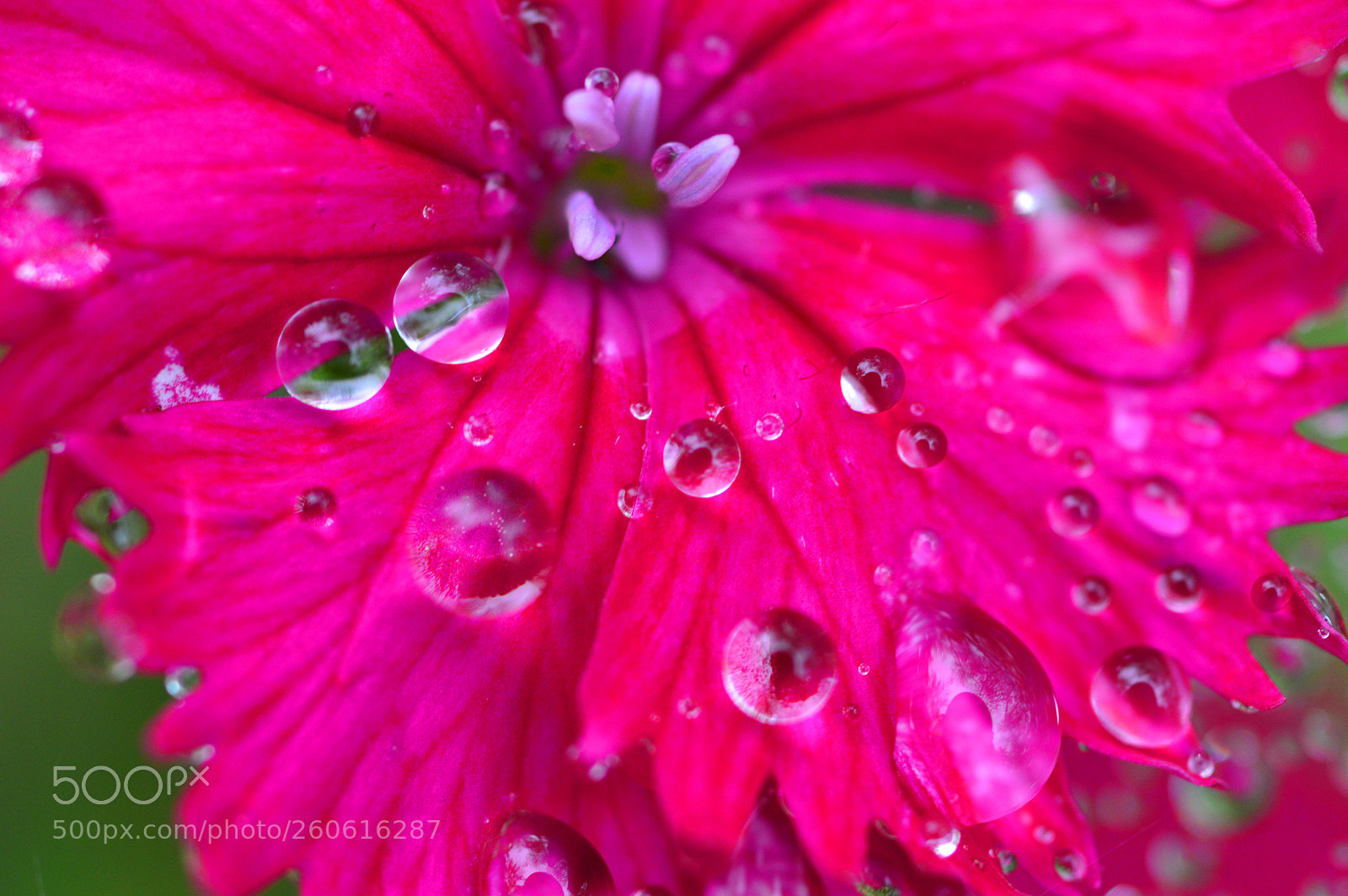 Nikon D3200 sample photo. Macro nature photography