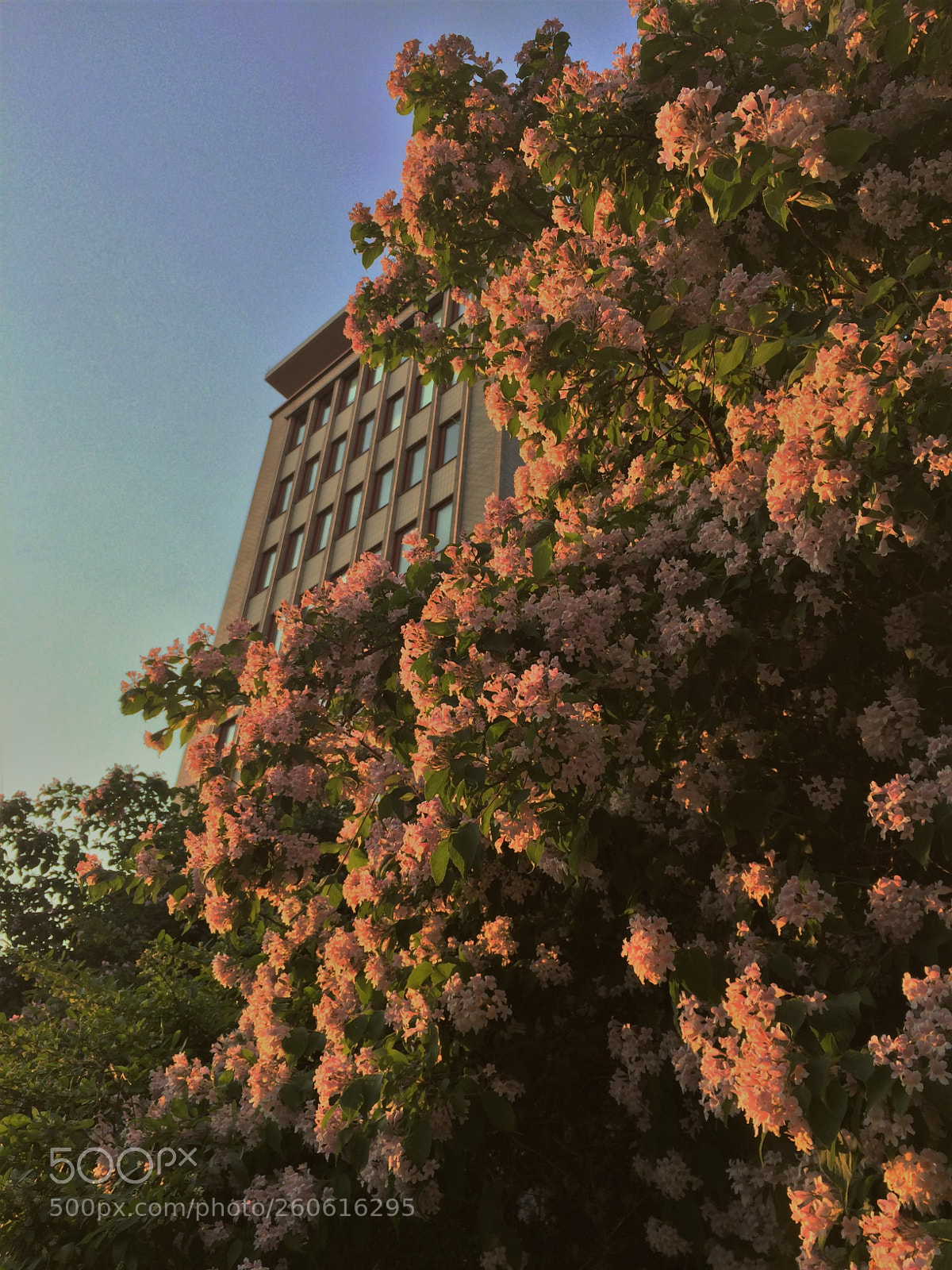 Apple iPhone 5s sample photo. City flowers at sunset photography