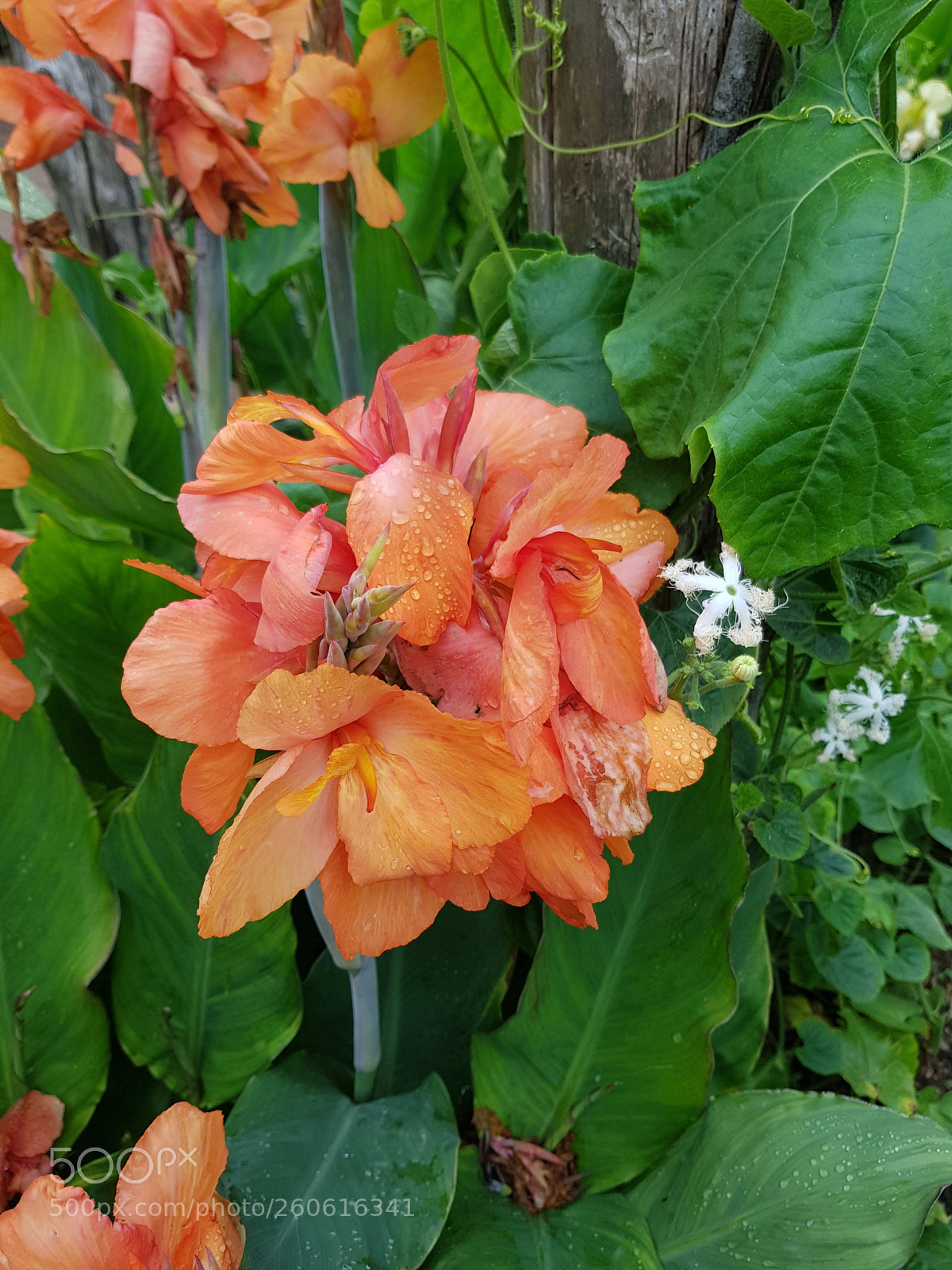 Samsung Galaxy S8 sample photo. Untitled photography