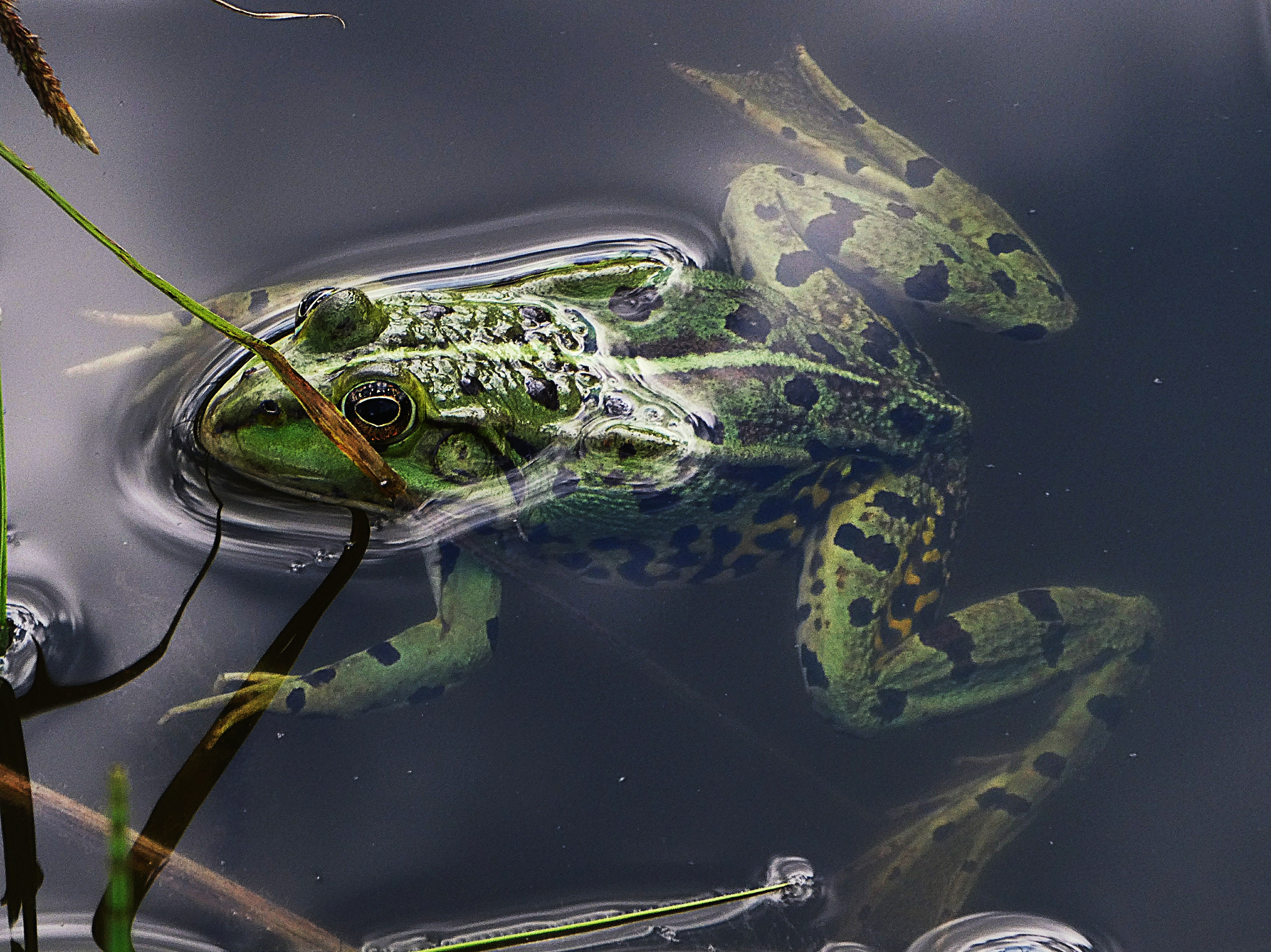Panasonic DC-TZ91 sample photo. Frosch photography