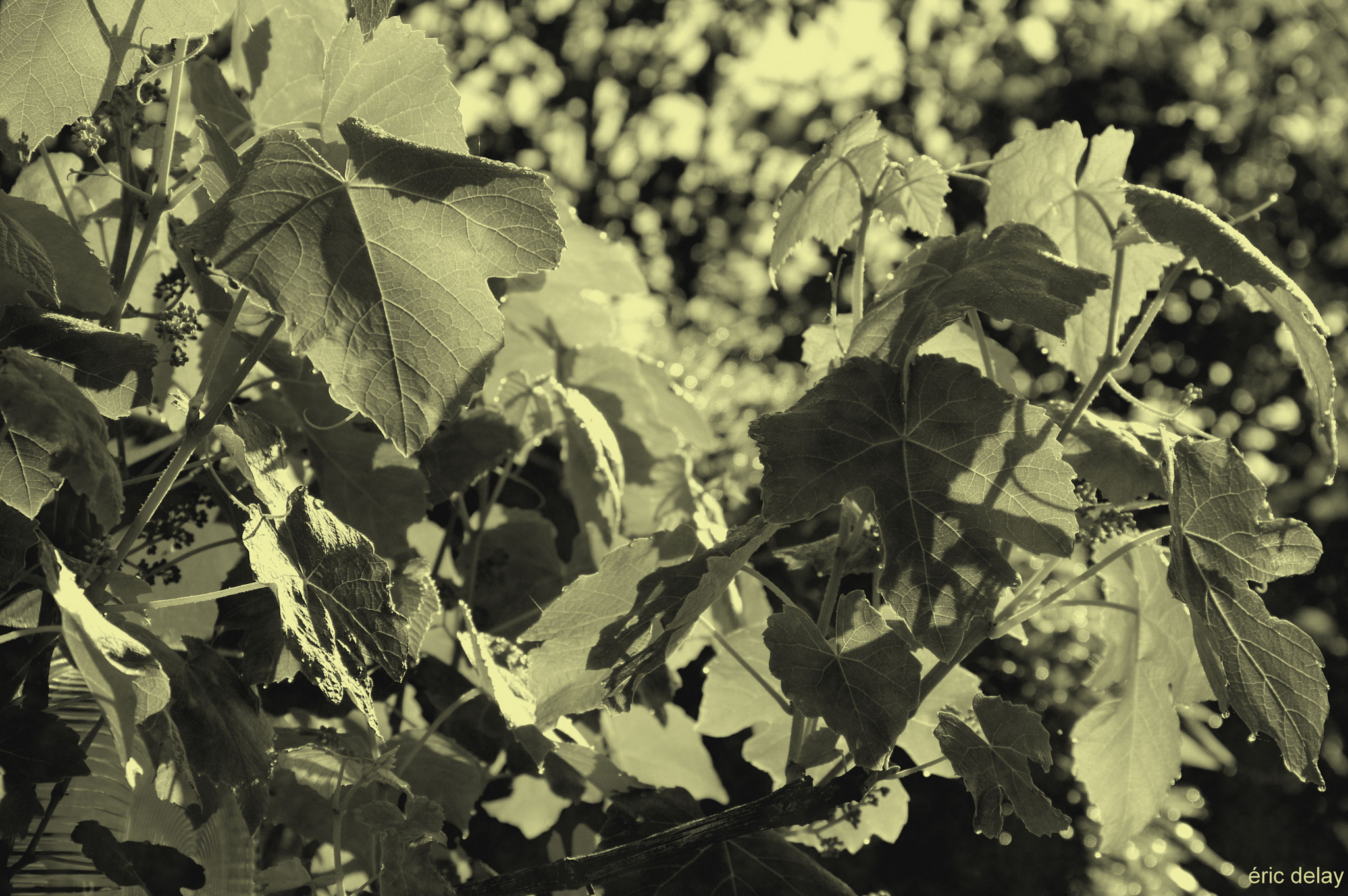 Pentax K-3 sample photo. Vigne photography