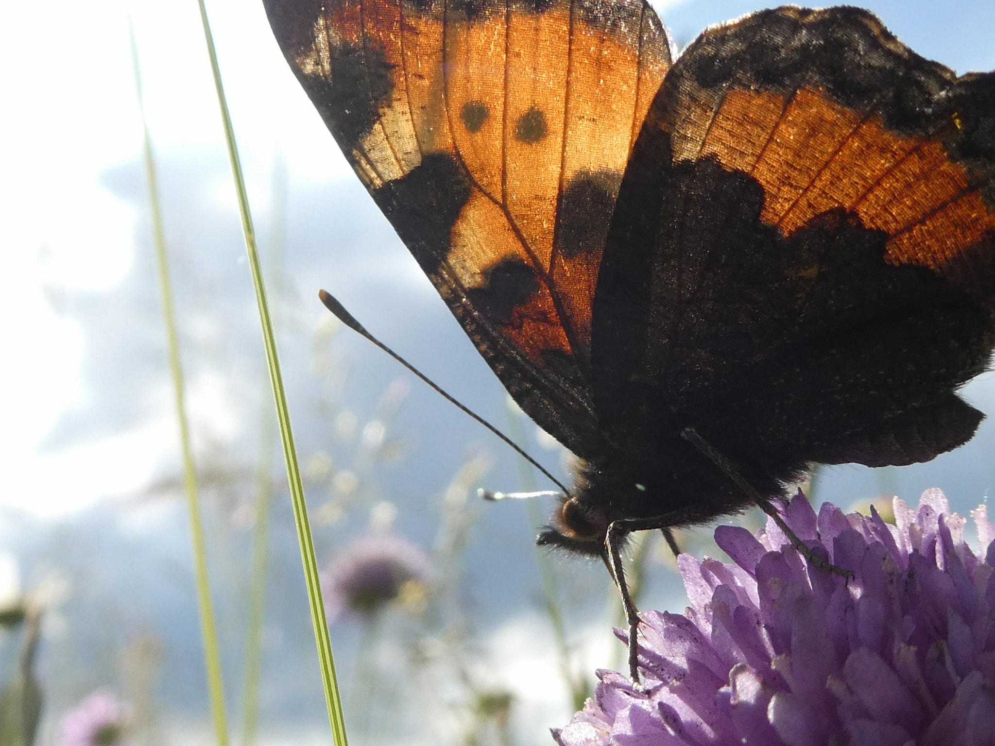 Panasonic DC-TZ91 sample photo. Butterfly photography