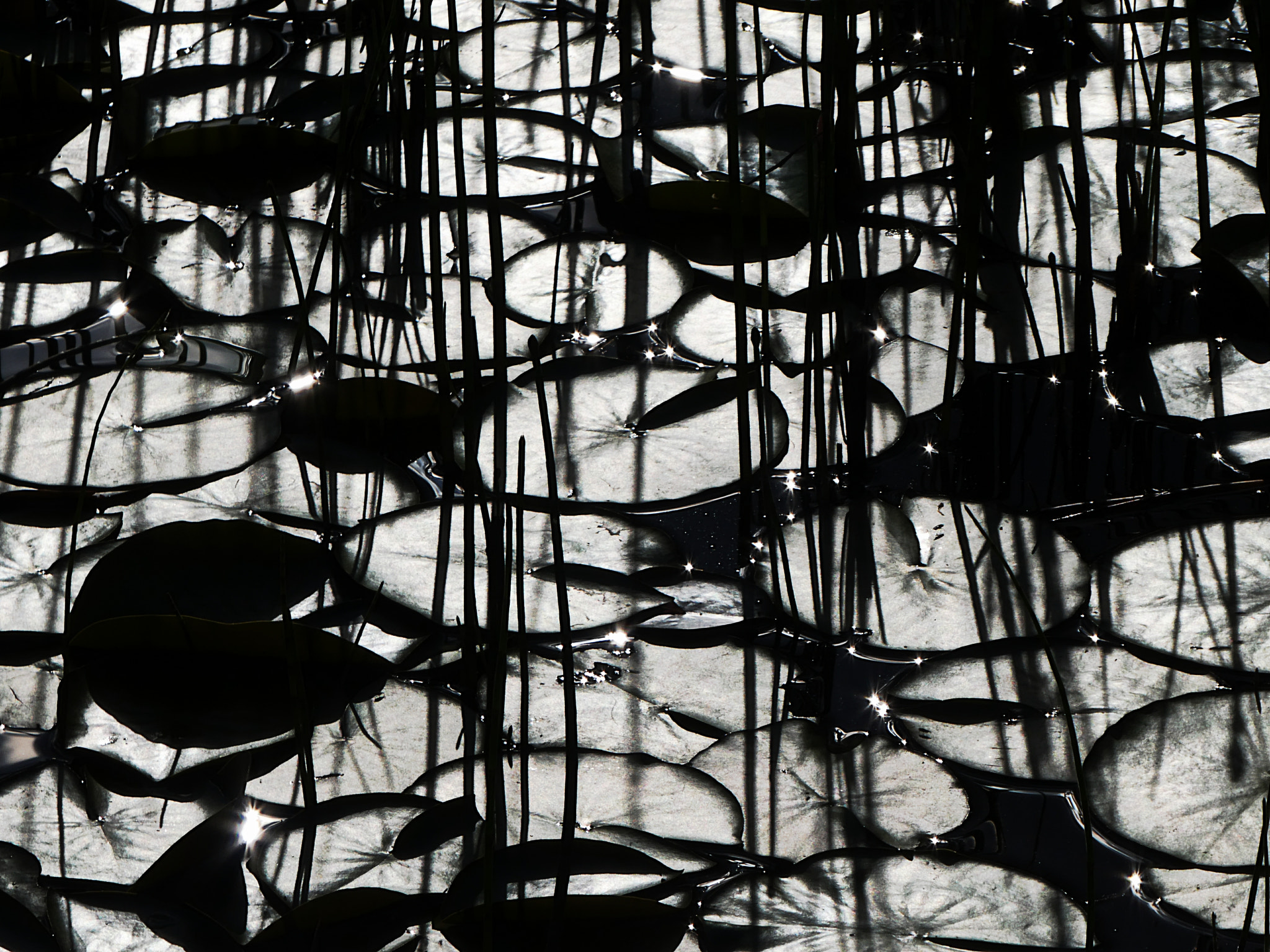 Panasonic DC-TZ91 sample photo. Am teich photography