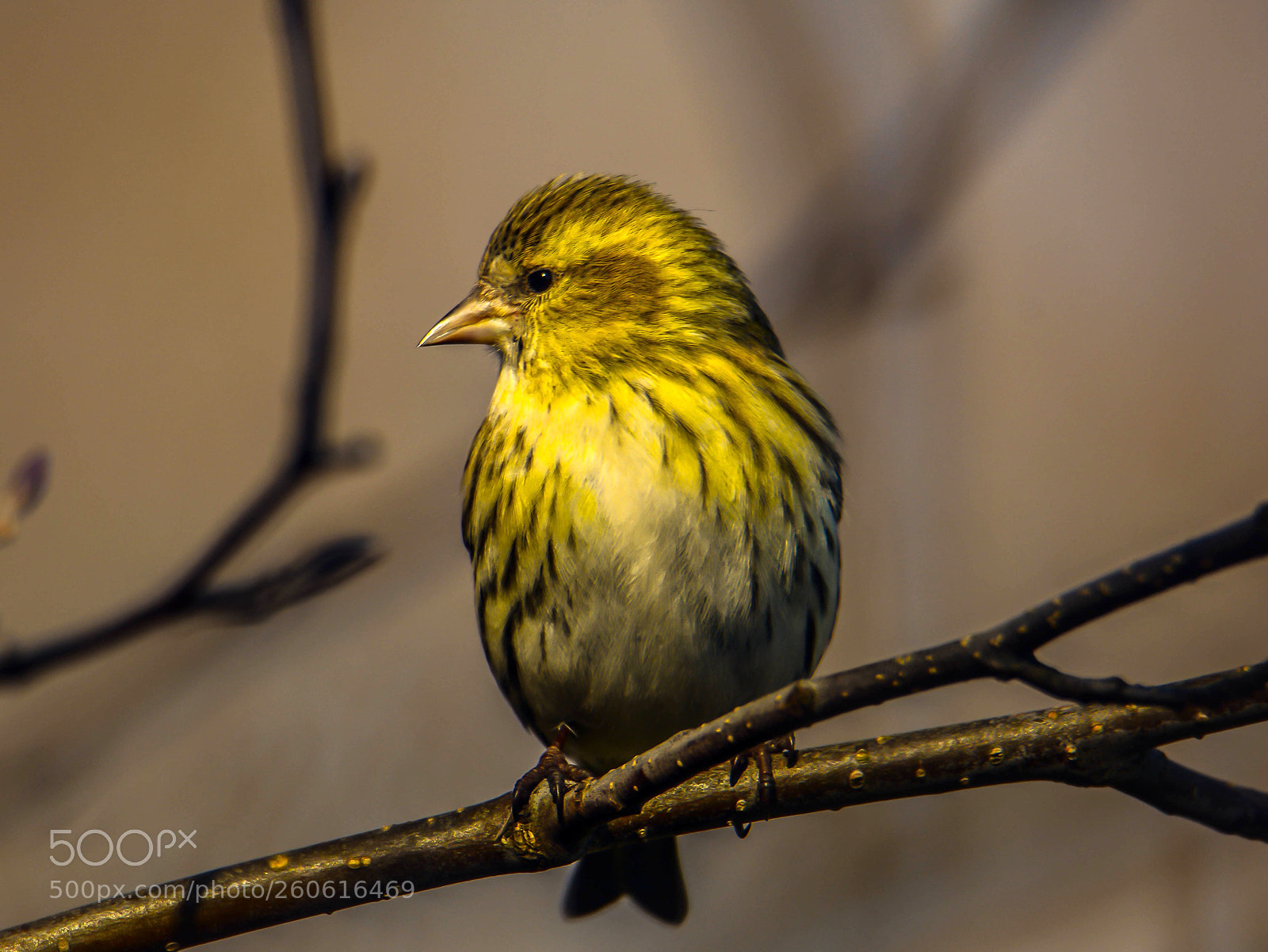 Nikon D7100 sample photo. Siskin! photography