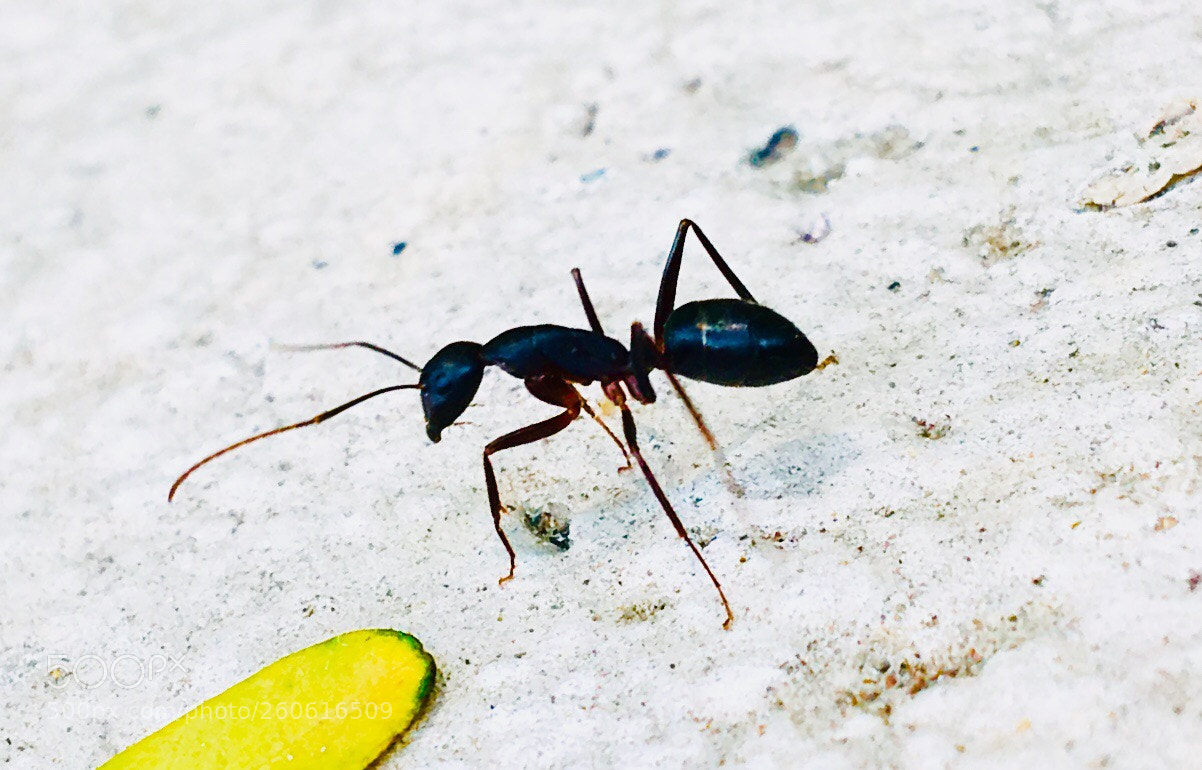 Apple iPhone 6s sample photo. Untitled photography