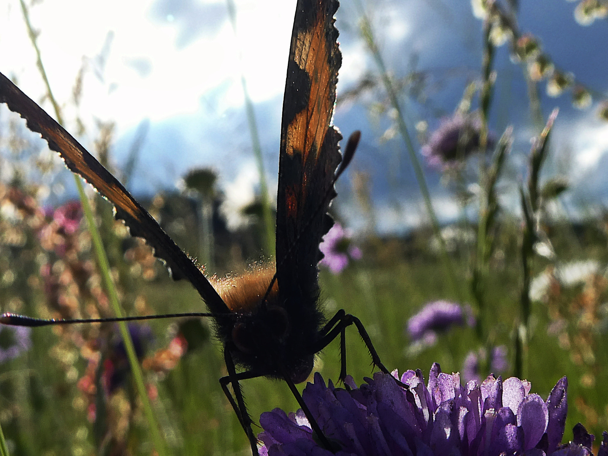 Panasonic DC-TZ91 sample photo. Schmetterling photography