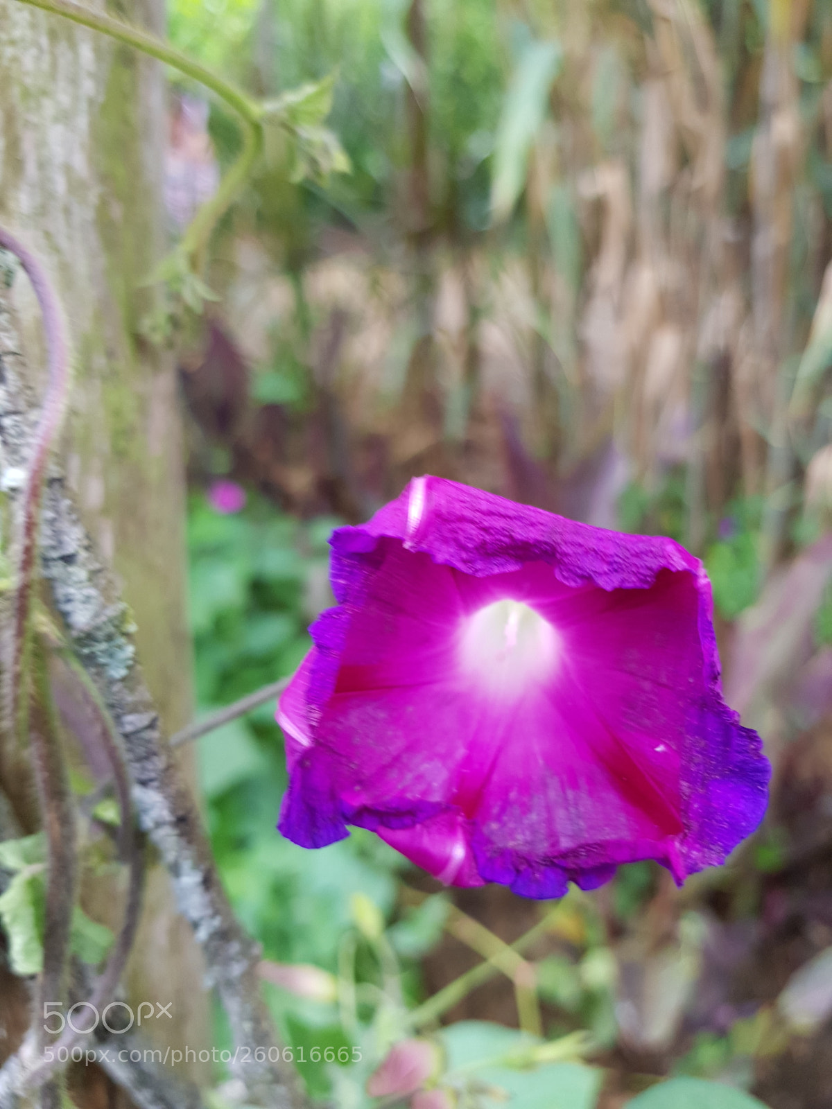 Samsung Galaxy S8 sample photo. Untitled photography