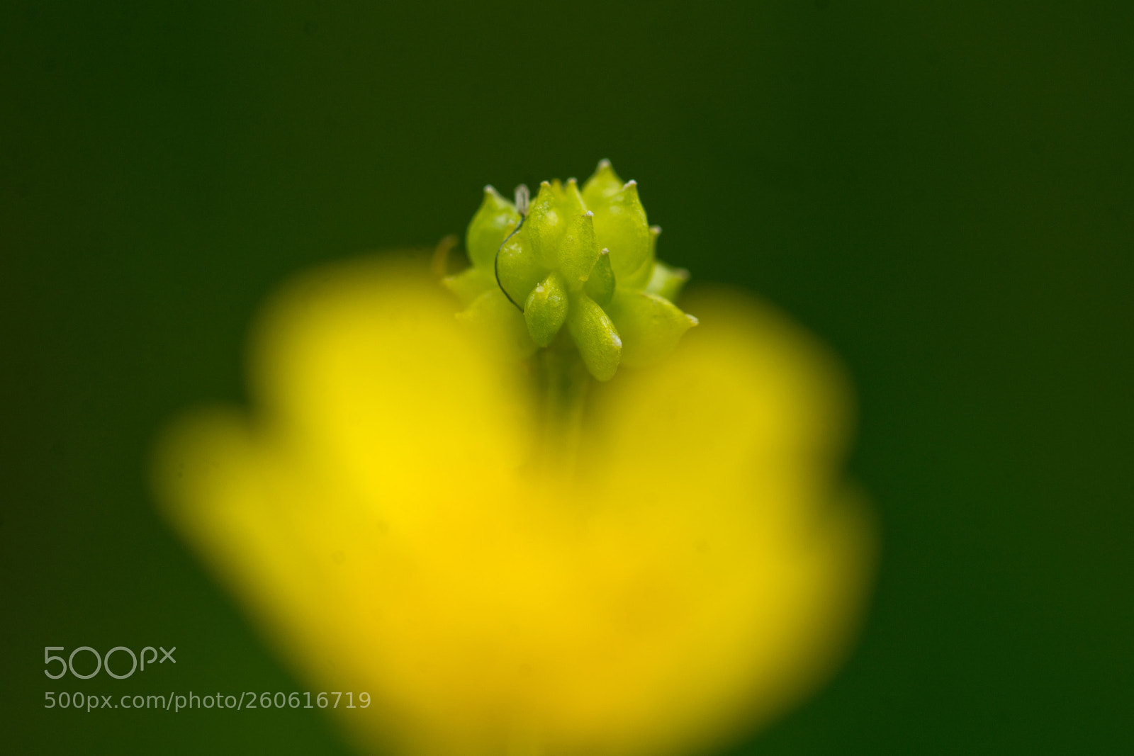 Nikon D7100 sample photo. Meadow buttercup - ranunculus photography