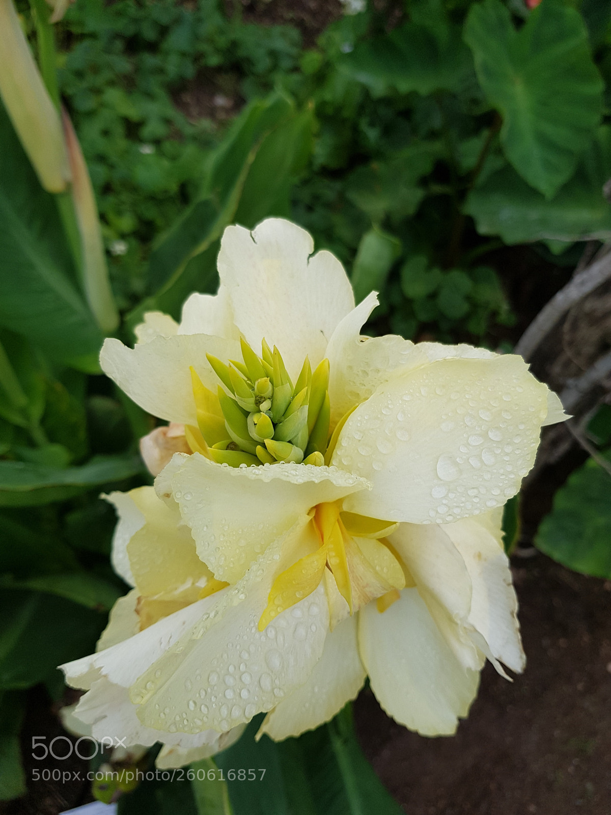 Samsung Galaxy S8 sample photo. Untitled photography
