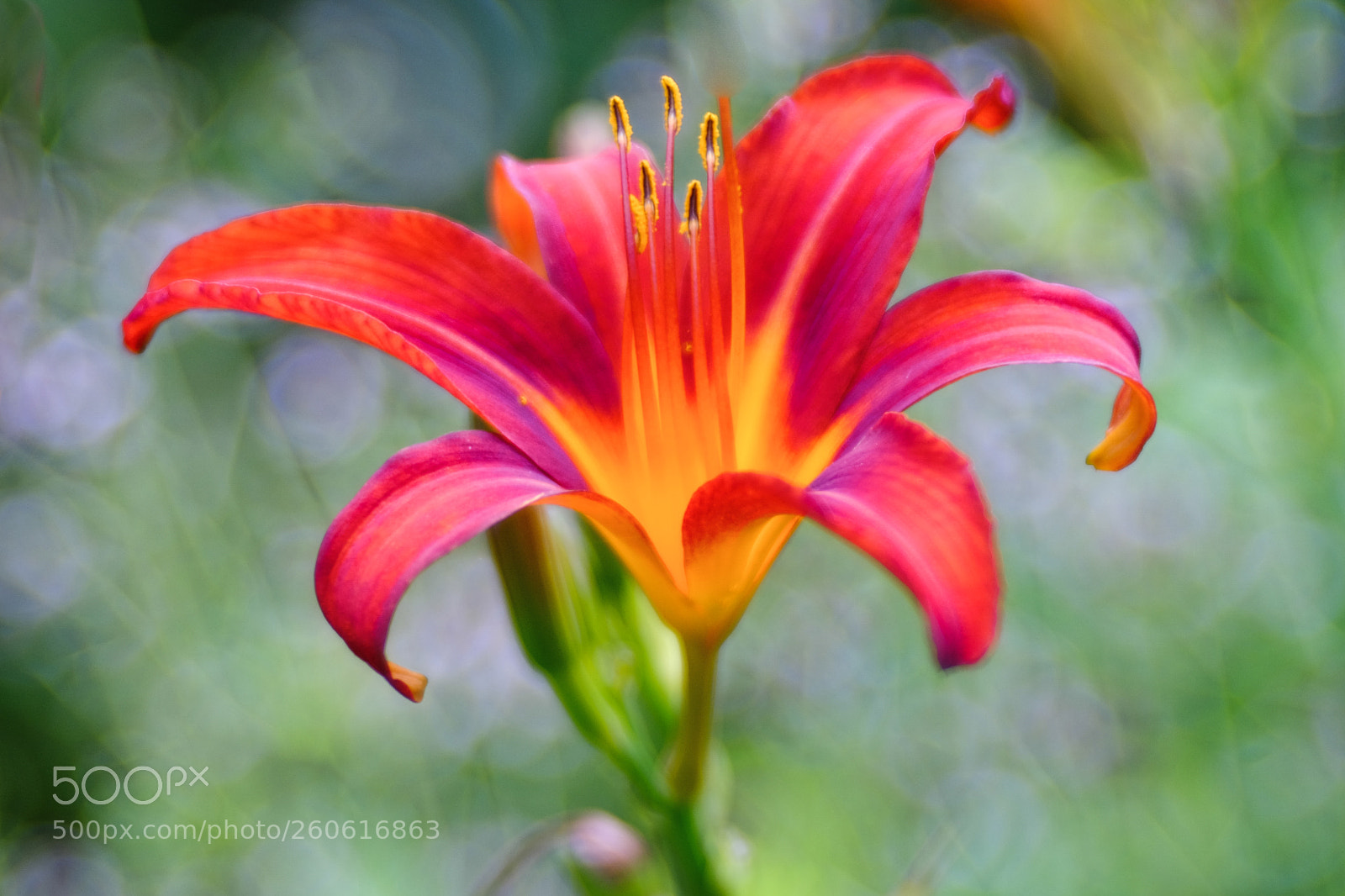 Fujifilm X-T1 sample photo. Taglilie mit meyer g photography