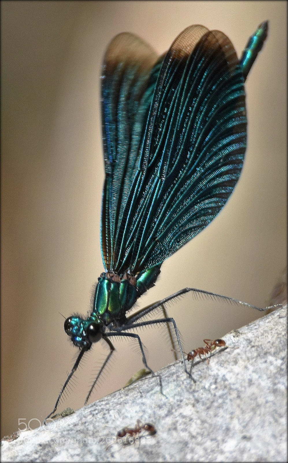 Nikon D7200 sample photo. "gorgeos bridesmaid with ants" photography