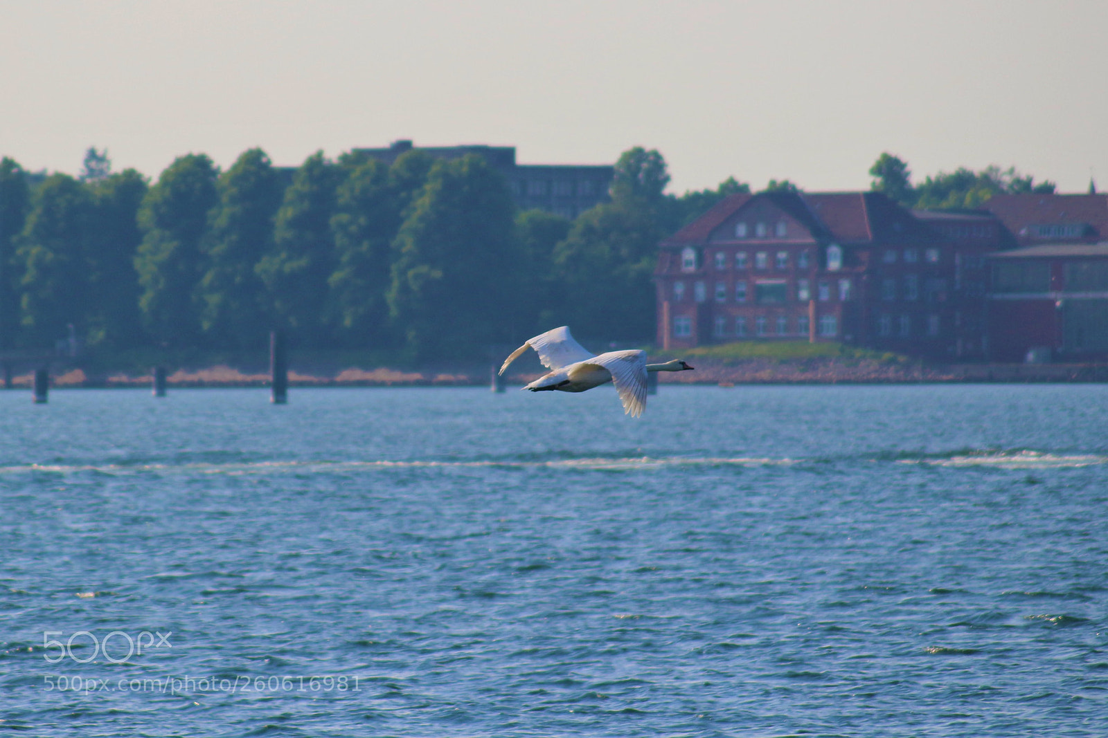 Canon EOS 100D (EOS Rebel SL1 / EOS Kiss X7) sample photo. A swan in flight photography