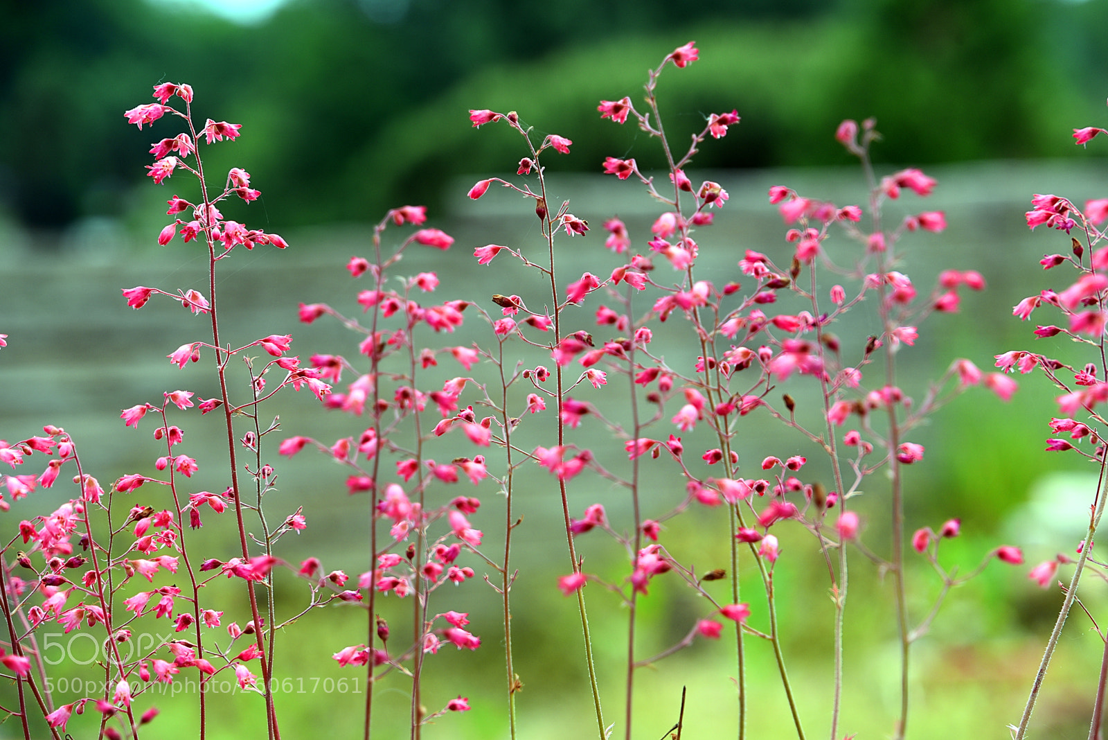 Nikon D750 sample photo. Unknow flowers photography