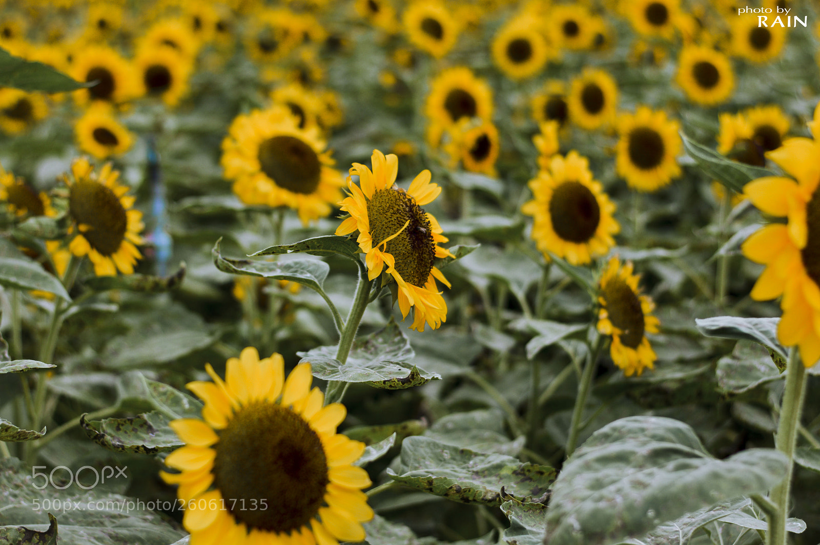 Nikon D3200 sample photo. Sun flowers photography