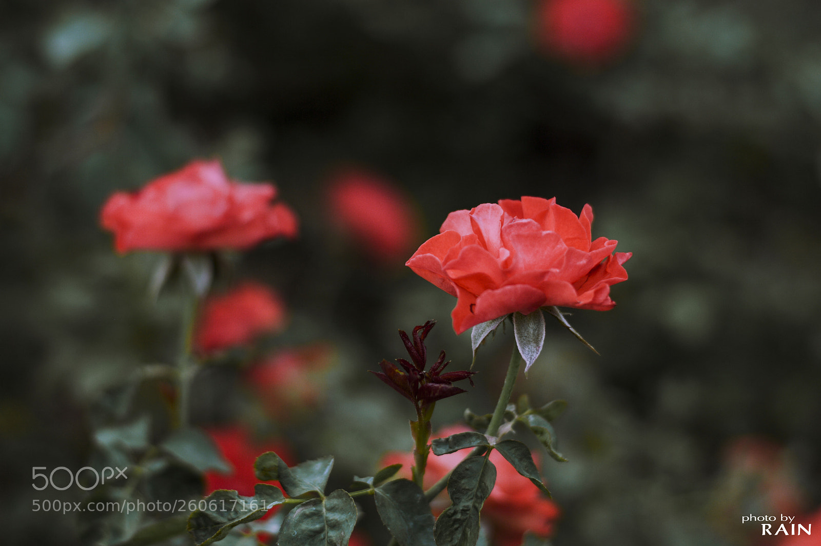 Nikon D3200 sample photo. Rose photography
