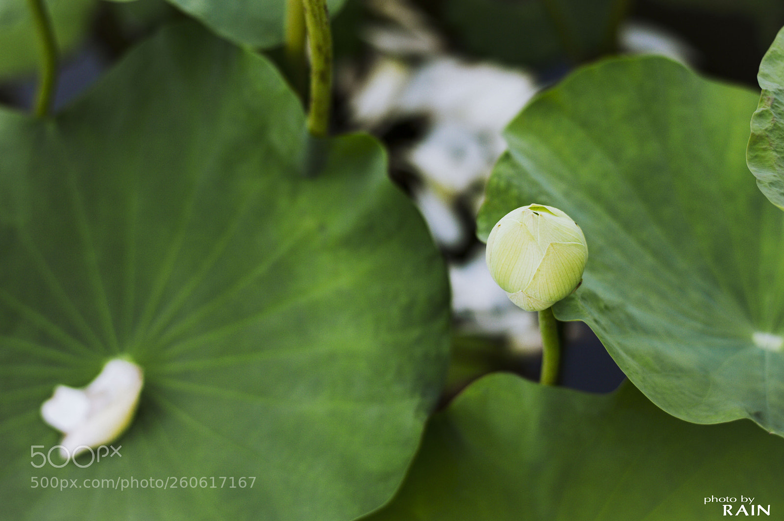 Nikon D3200 sample photo. Lotus flower photography