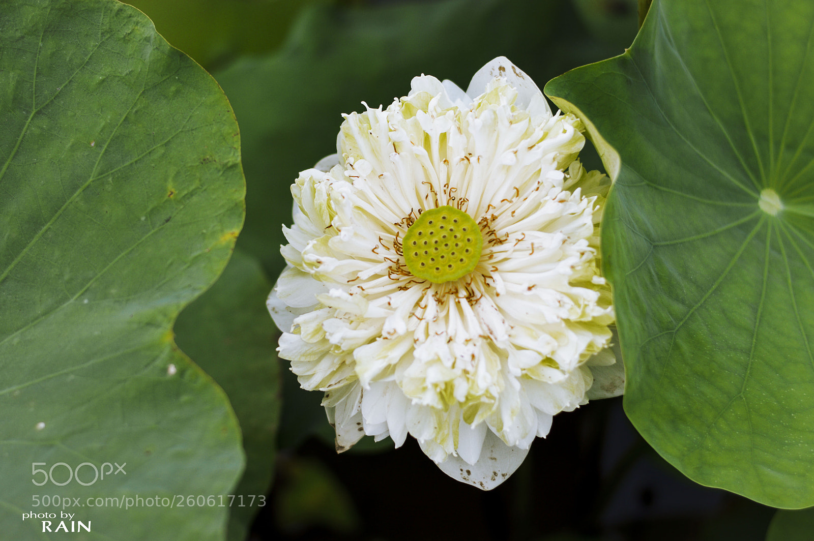 Nikon D3200 sample photo. Lotus flower photography