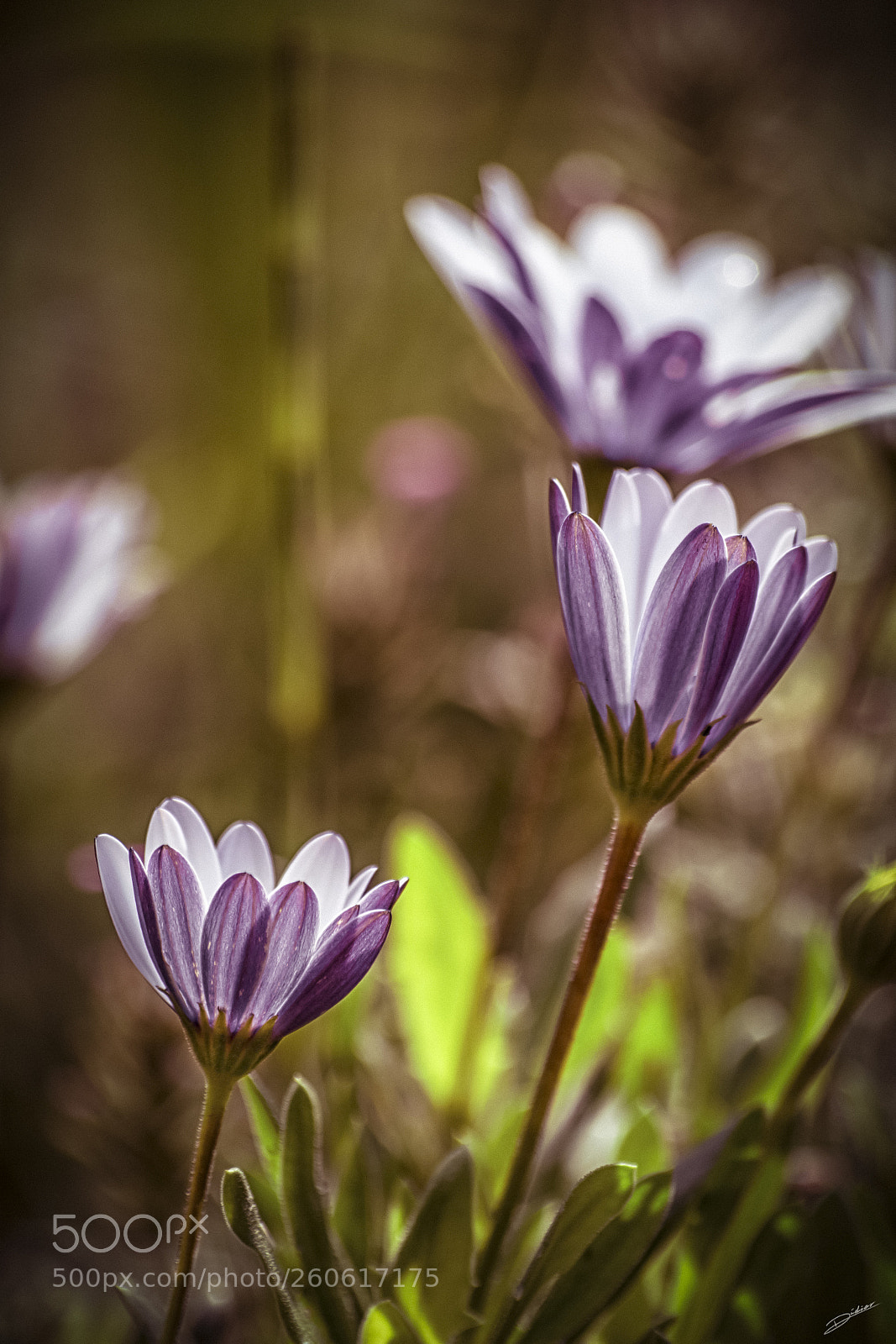 Nikon D5500 sample photo. *** flower *** photography
