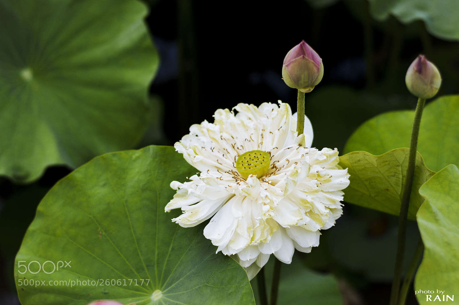 Nikon D3200 sample photo. Lotus flower photography
