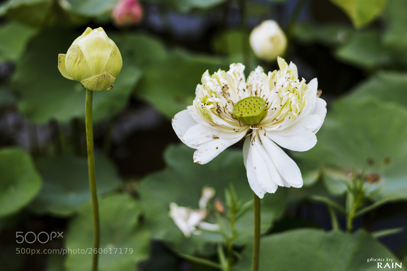 Nikon D3200 sample photo. Lotus flower photography