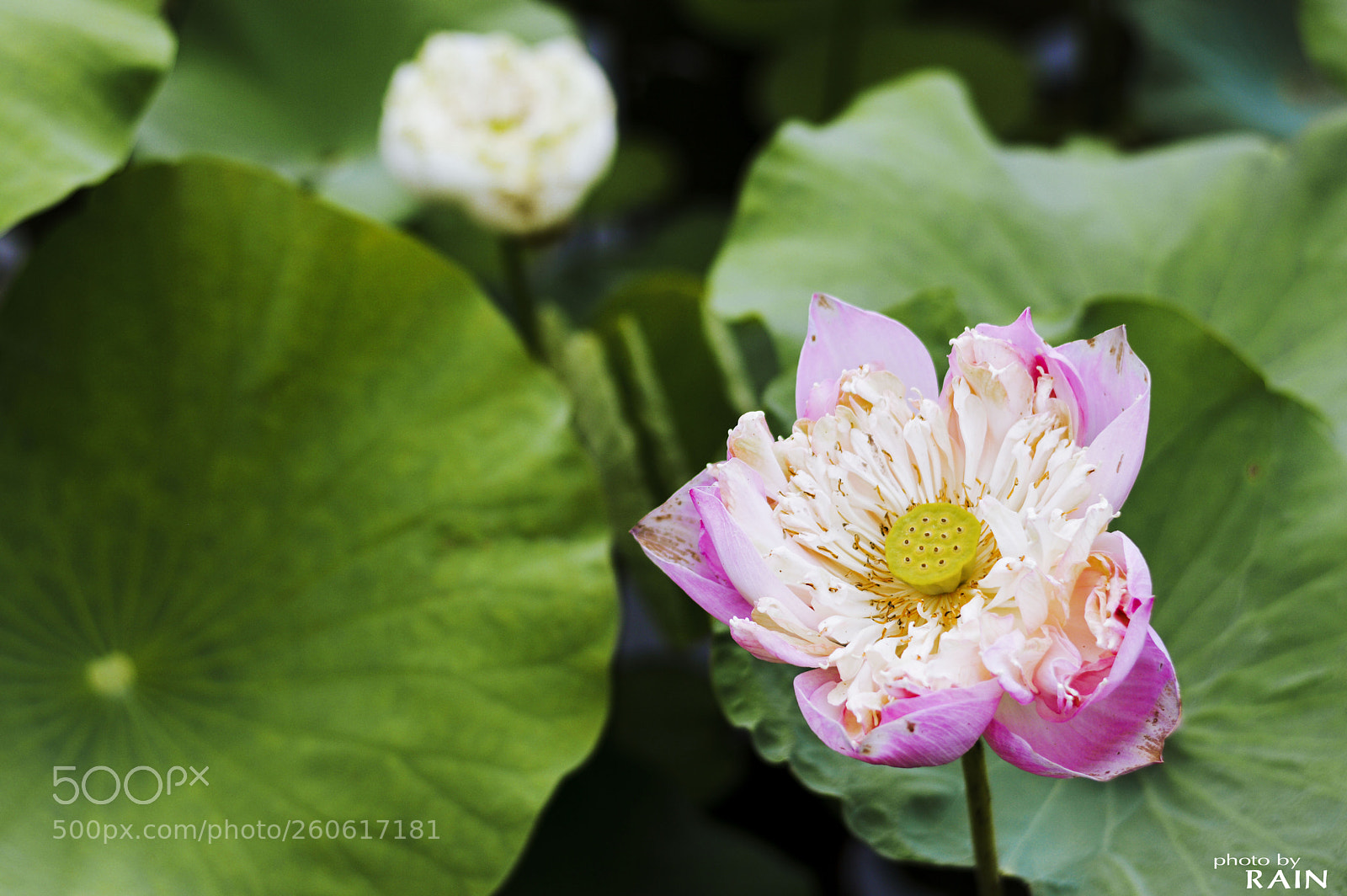 Nikon D3200 sample photo. Lotus flower photography