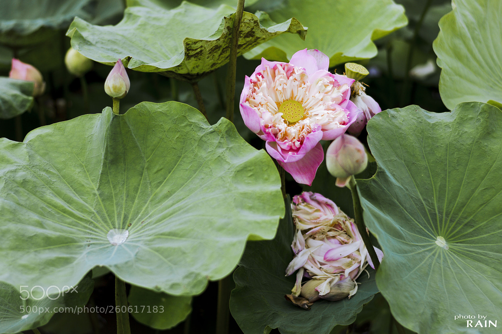 Nikon D3200 sample photo. Lotus flower photography