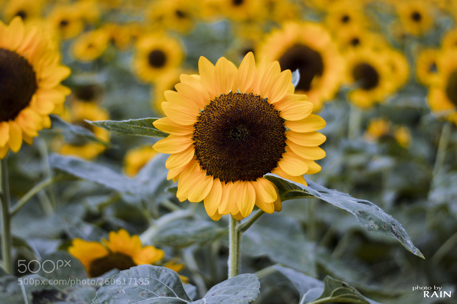 Nikon D3200 sample photo. Sun flowers photography