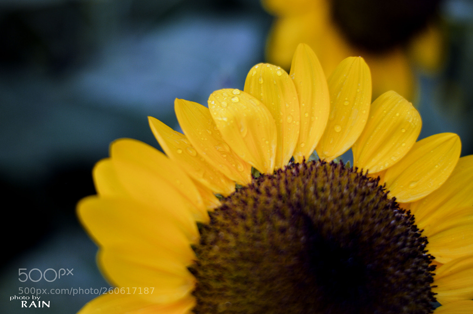 Nikon D3200 sample photo. Sun flowers photography