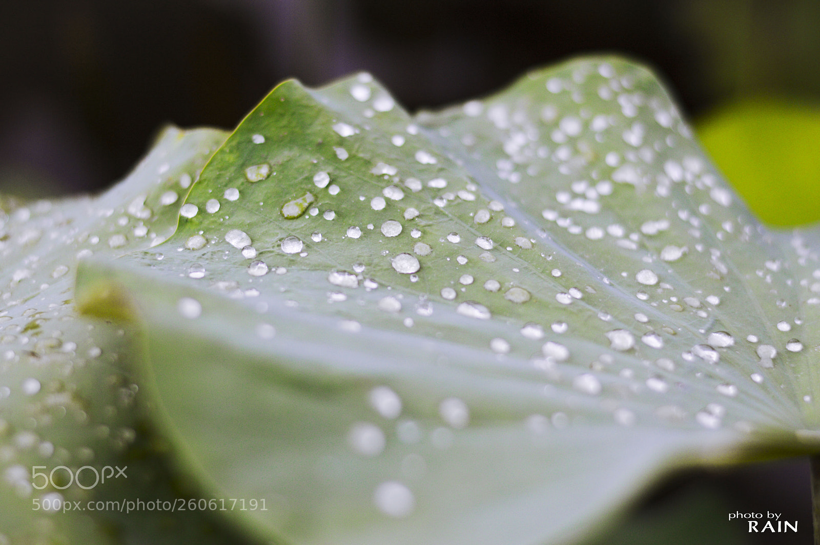 Nikon D3200 sample photo. Lotus leaf photography