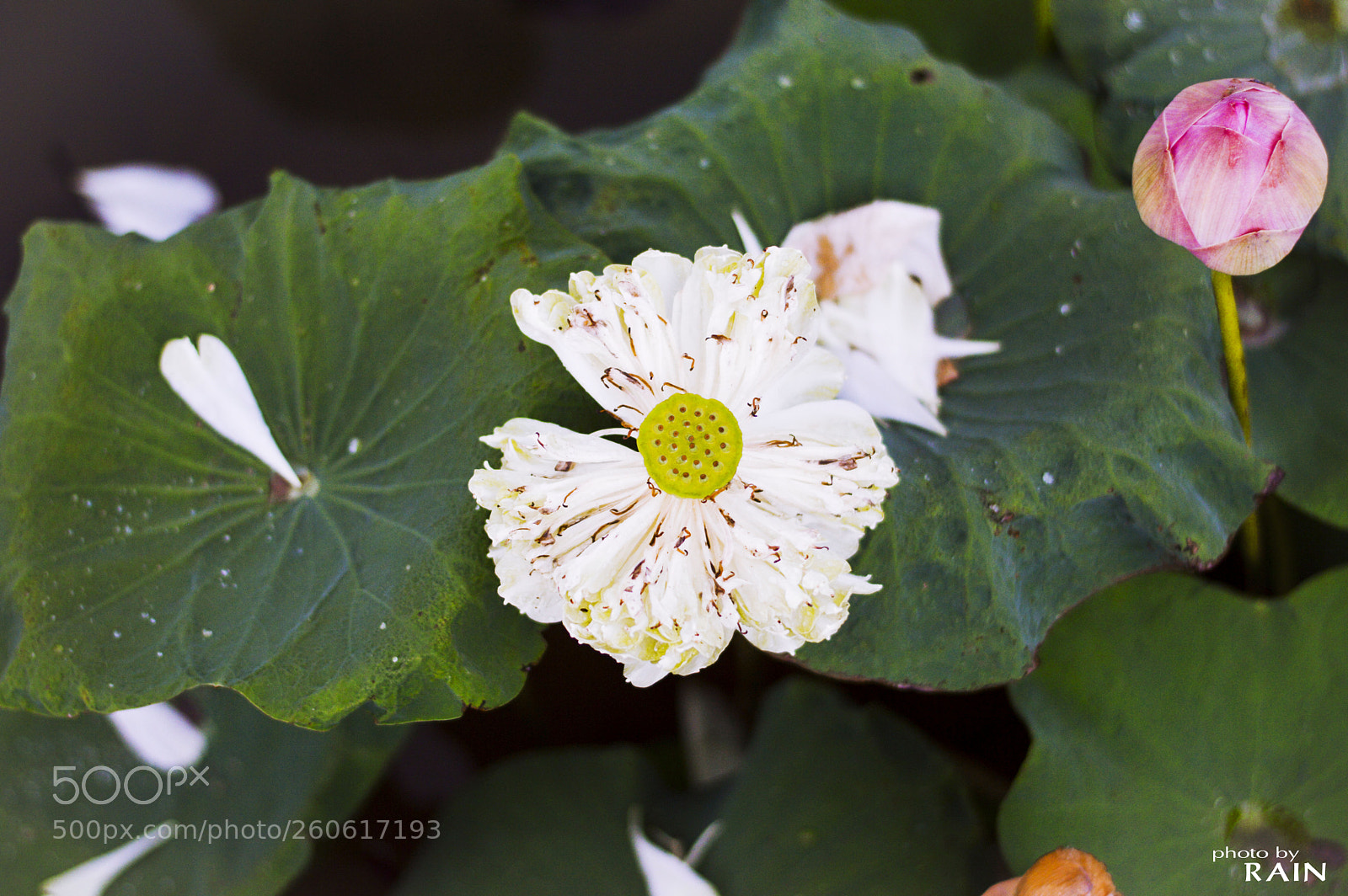 Nikon D3200 sample photo. Lotus flower photography