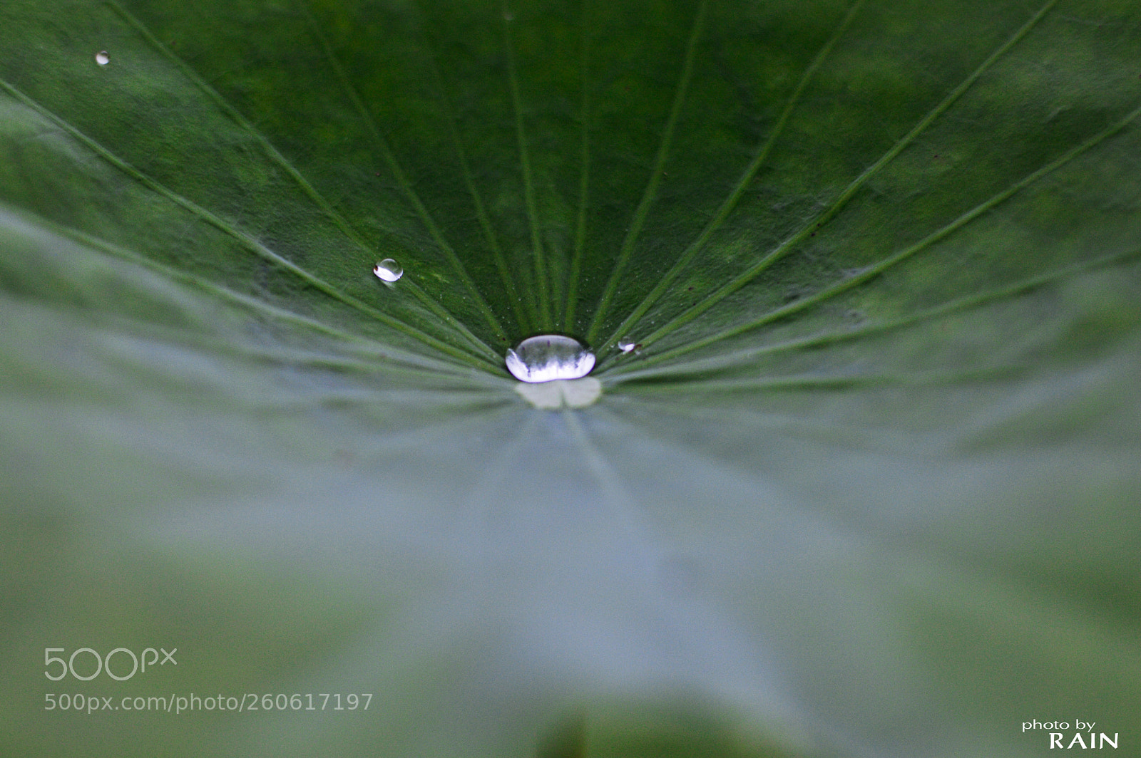 Nikon D3200 sample photo. Lotus leaf photography
