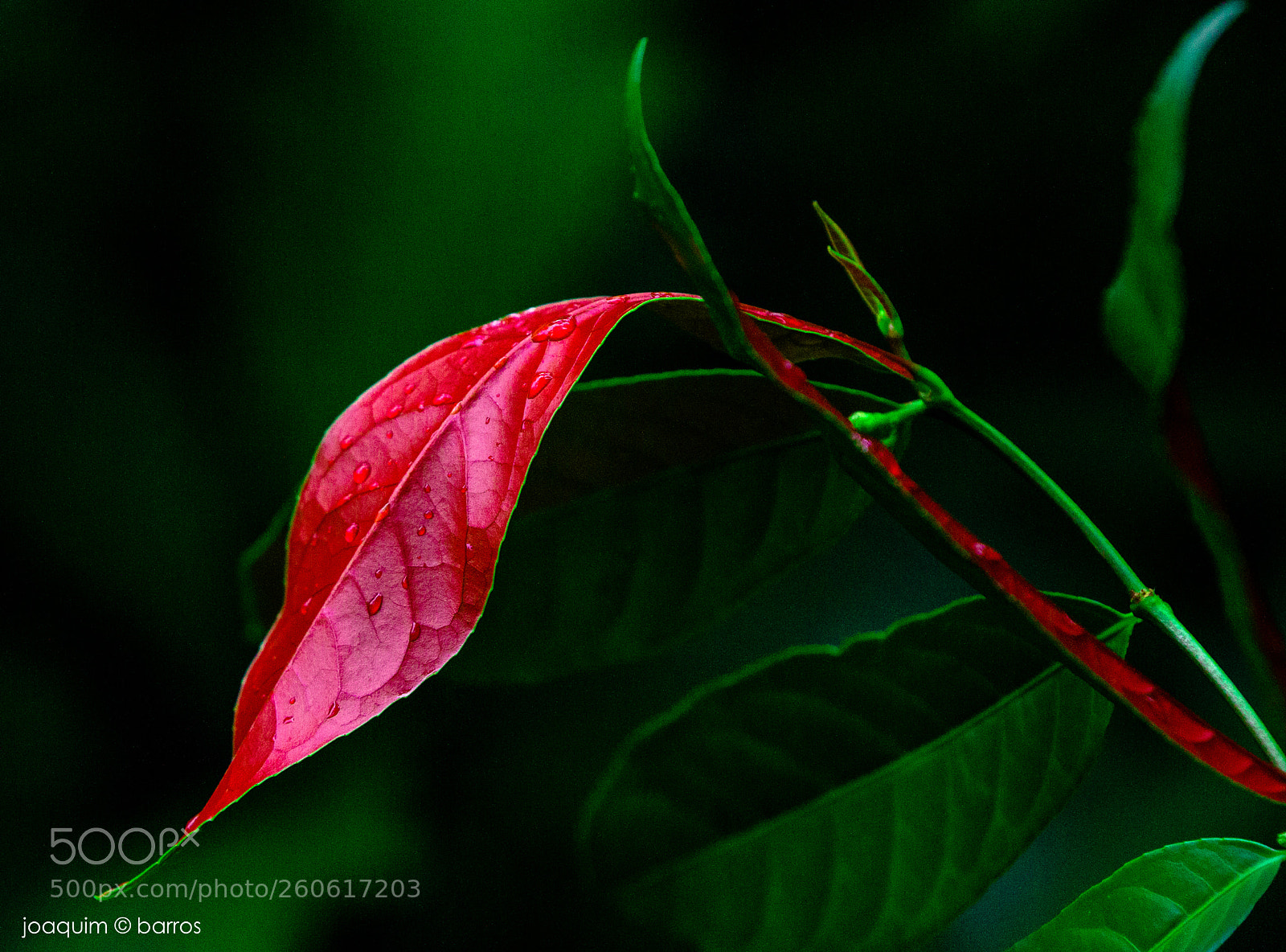 Canon EOS 7D sample photo. Red coat photography