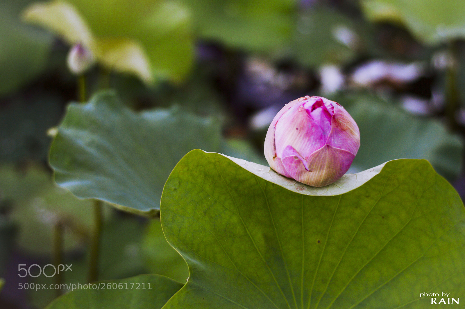 Nikon D3200 sample photo. Lotus flower photography
