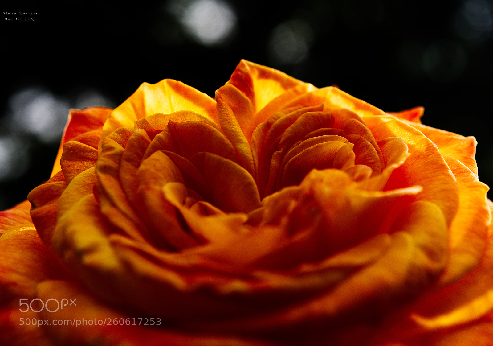 Nikon D5600 sample photo. Rose photography
