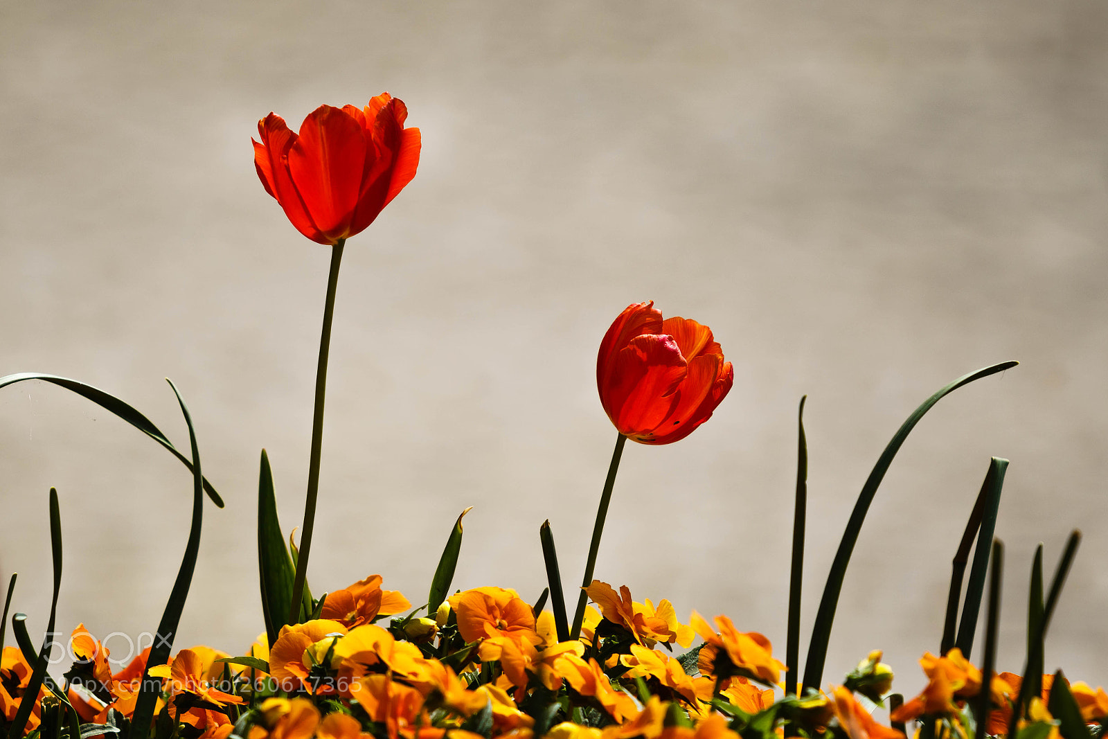 Sony a6300 sample photo. Springtime flowers iii photography